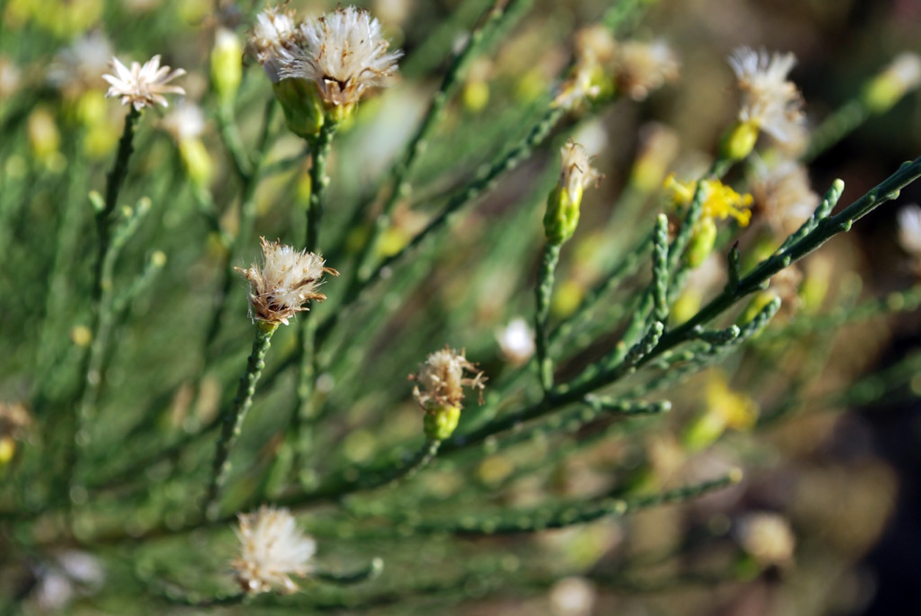 California Broomsage — photo 22