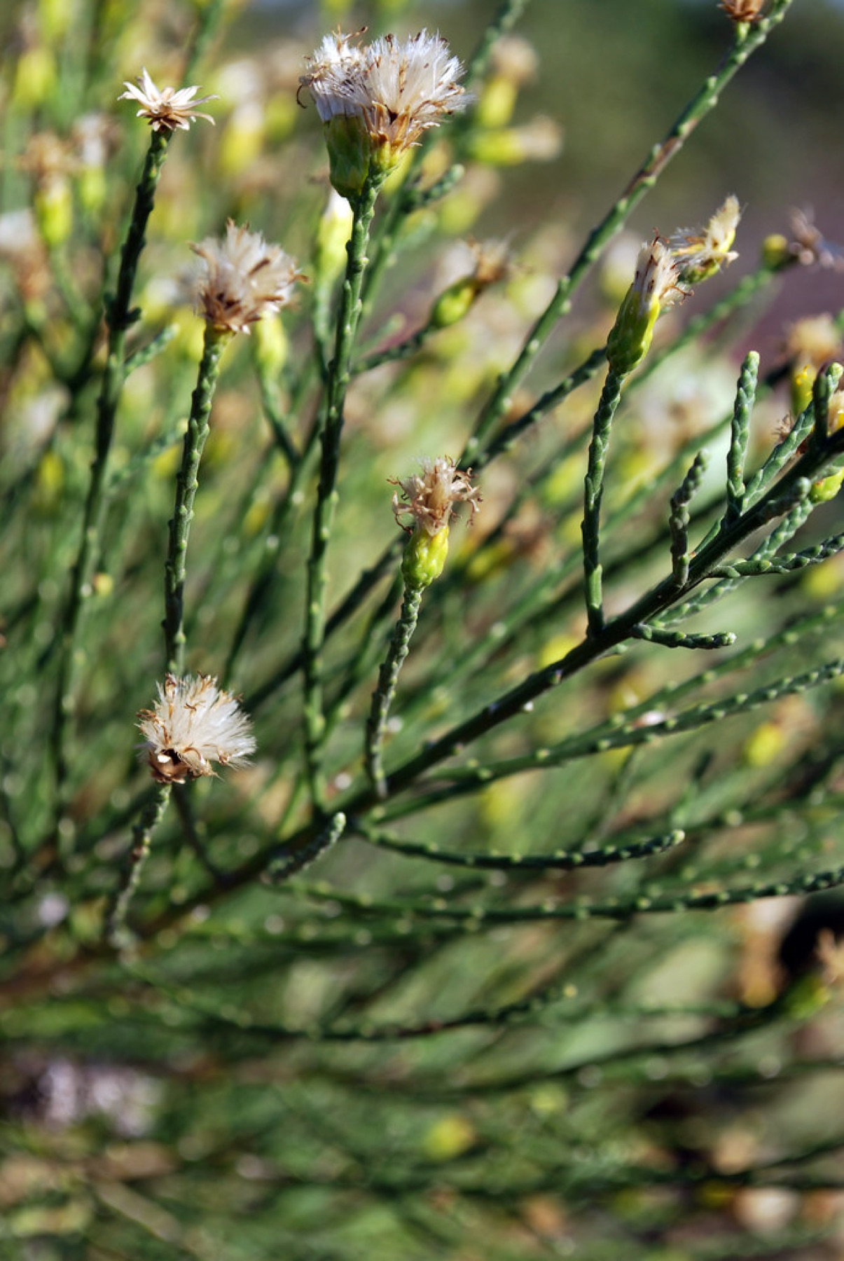 California Broomsage — photo 23