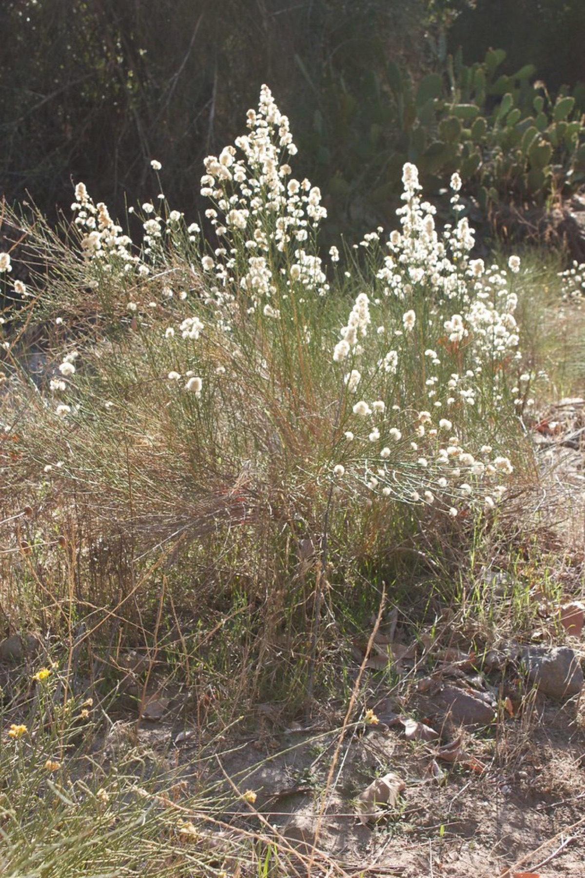 California Broomsage — photo 24