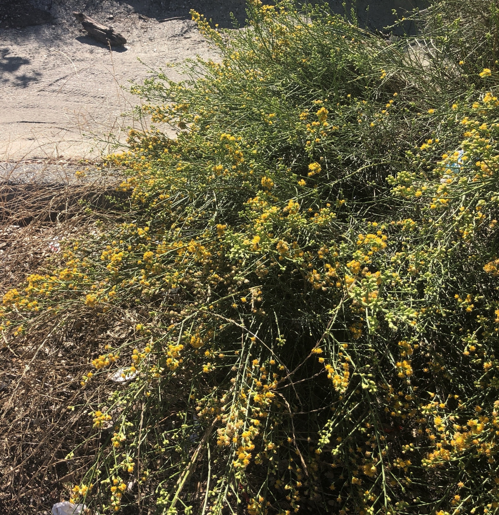 California Broomsage