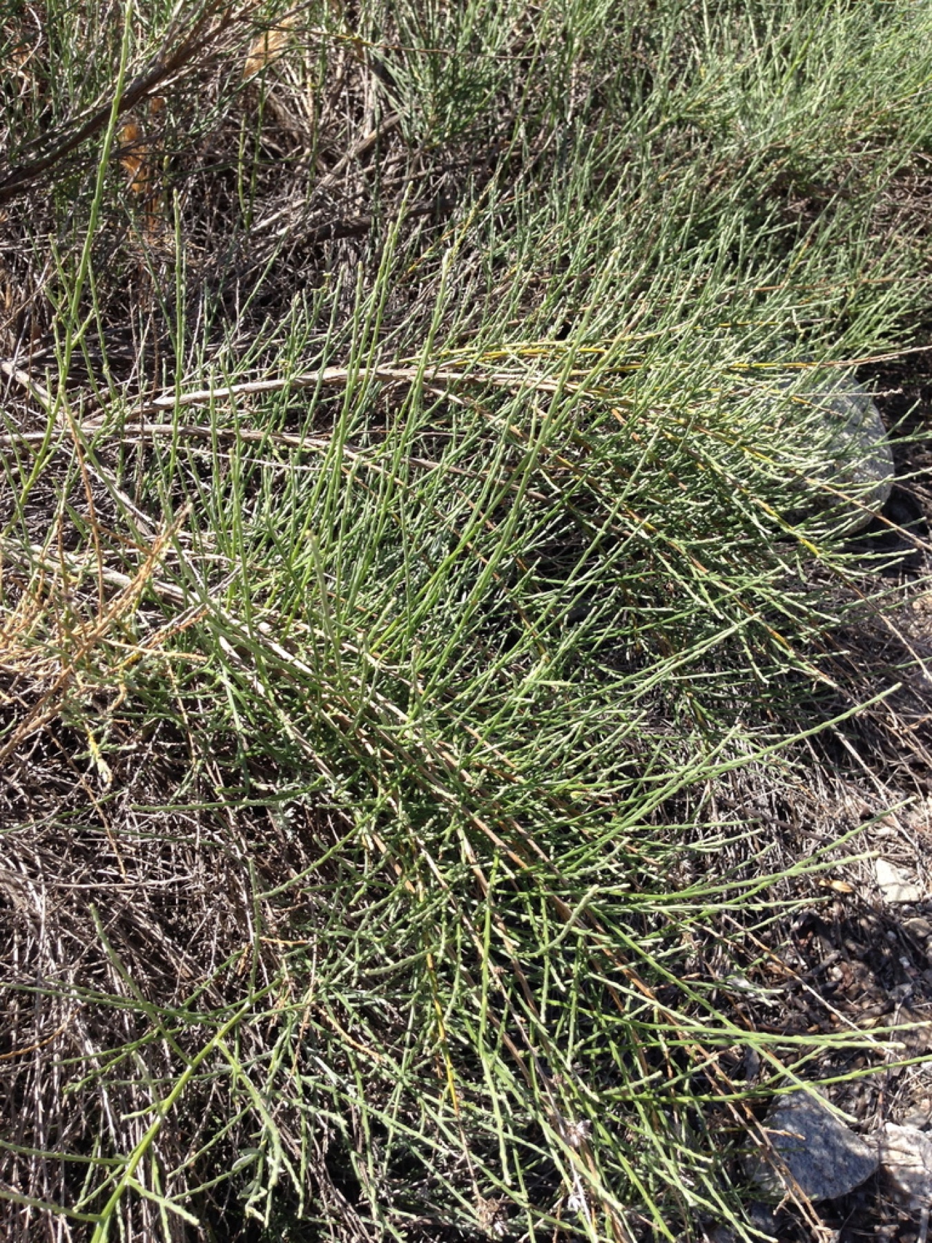 California Broomsage — photo 2