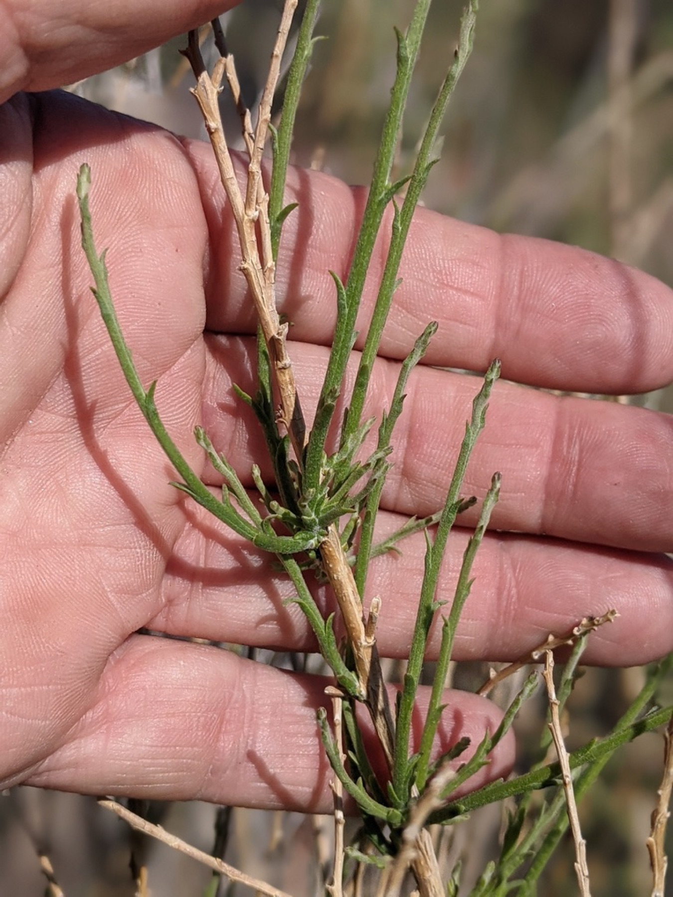 California Broomsage — photo 3