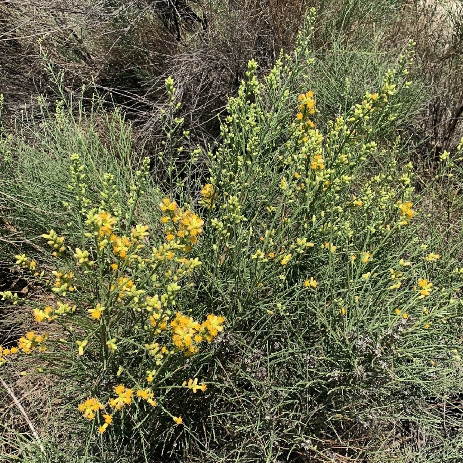 California Broomsage — photo 4