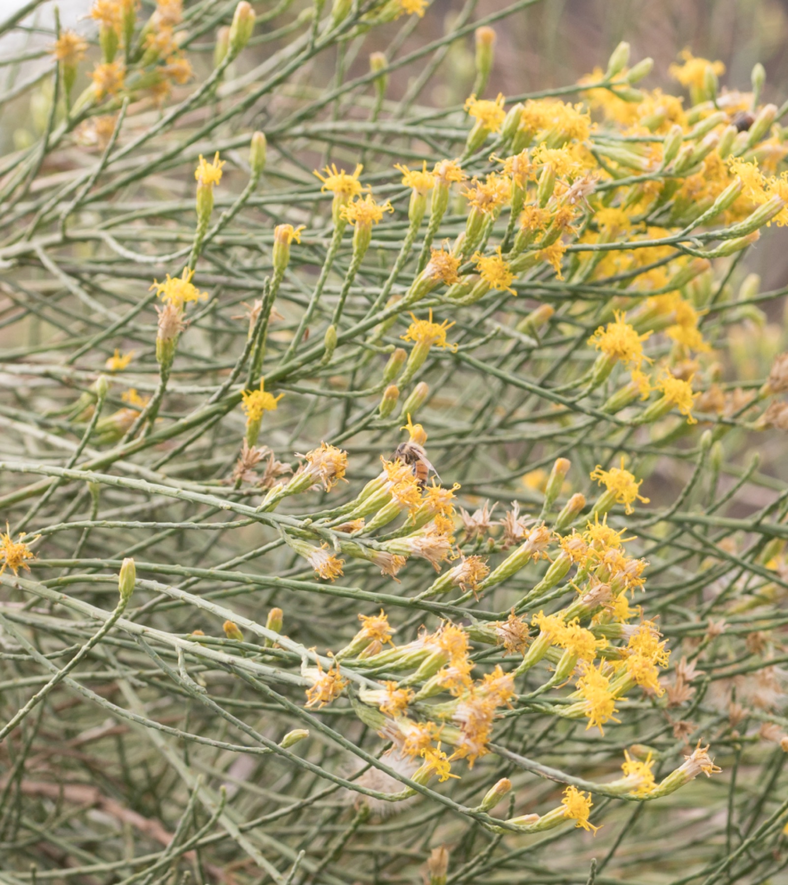 California Broomsage — photo 5