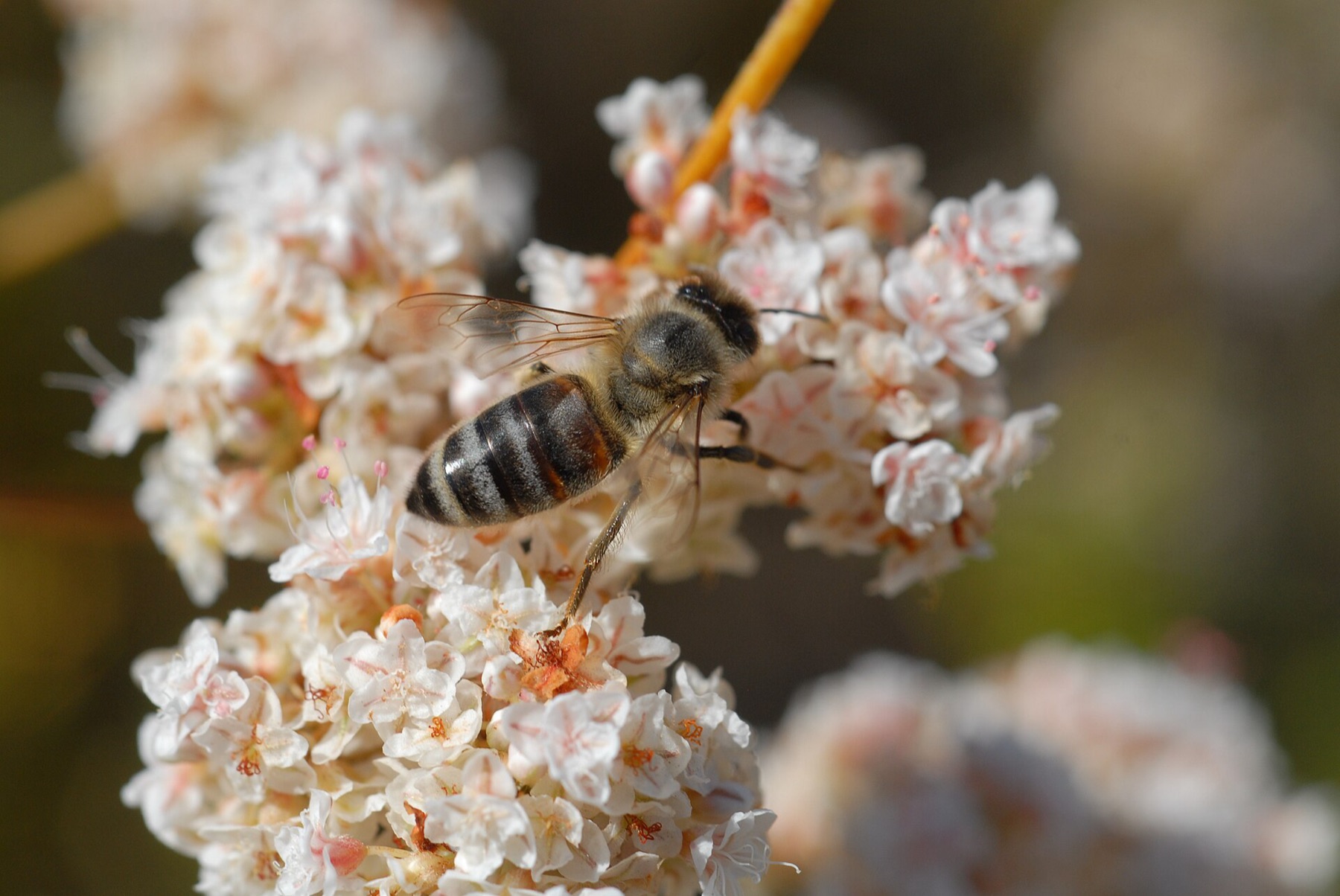 California Buckwheat — photo 6