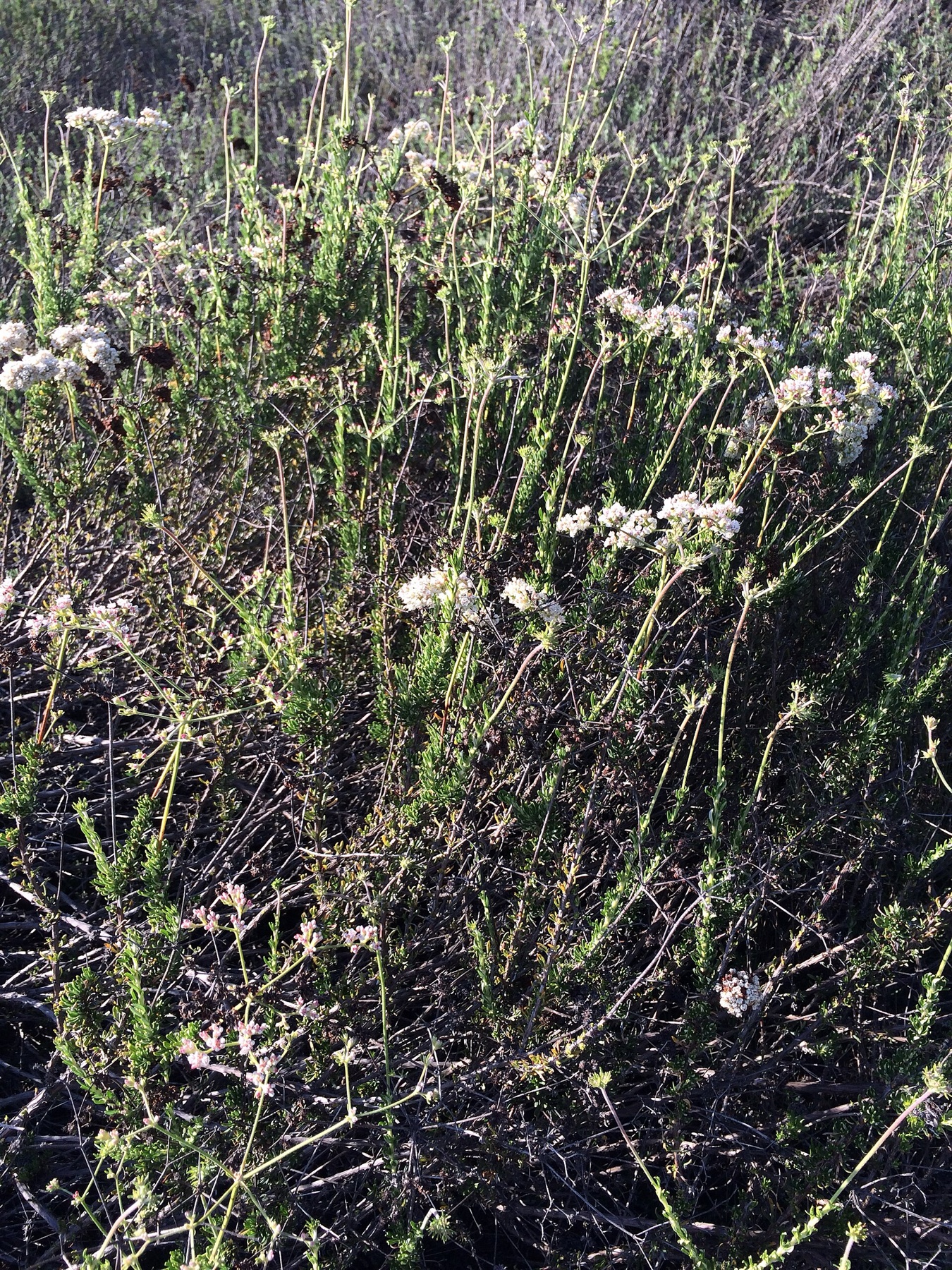 California Buckwheat — photo 7