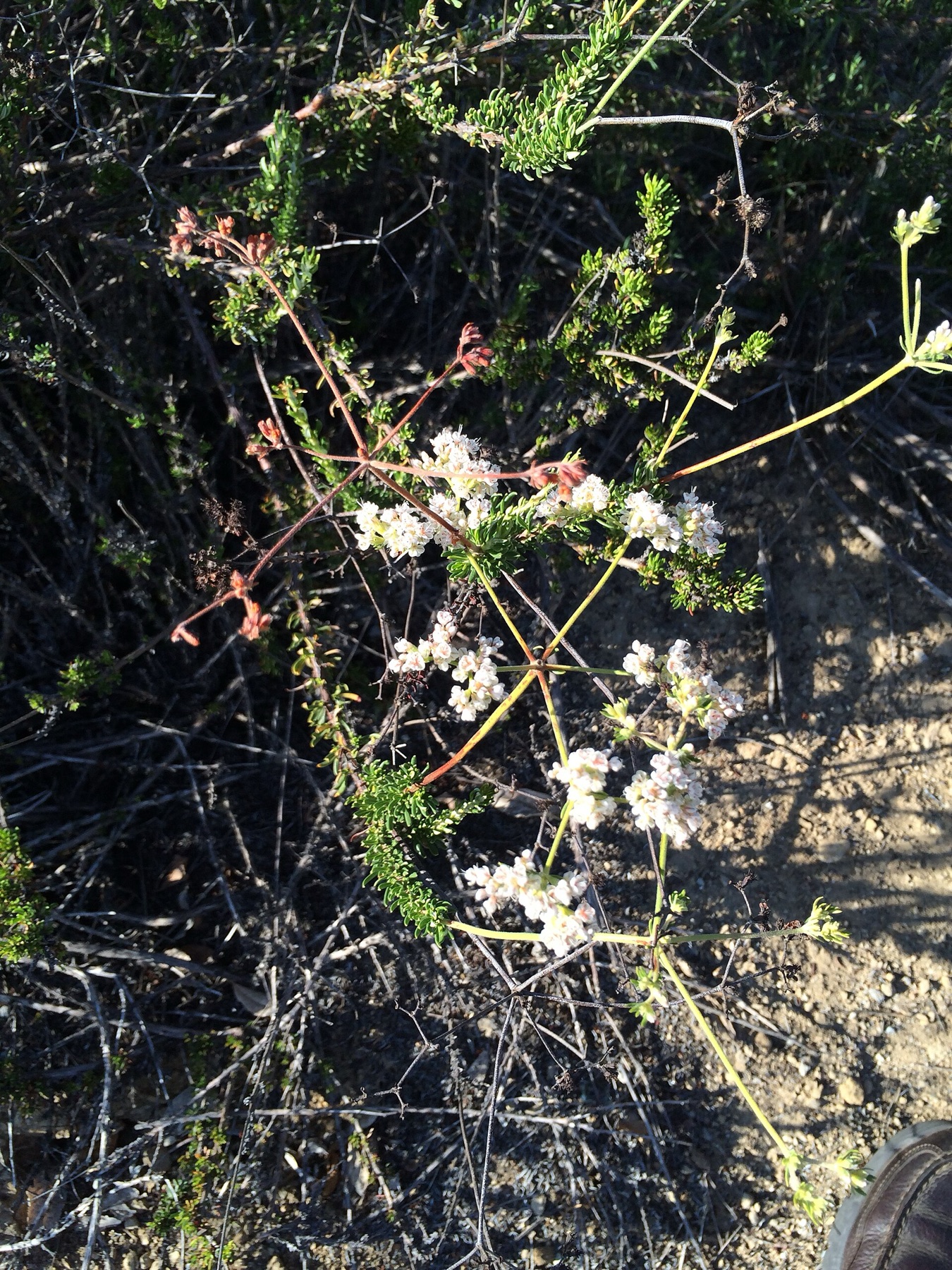 California Buckwheat — photo 8