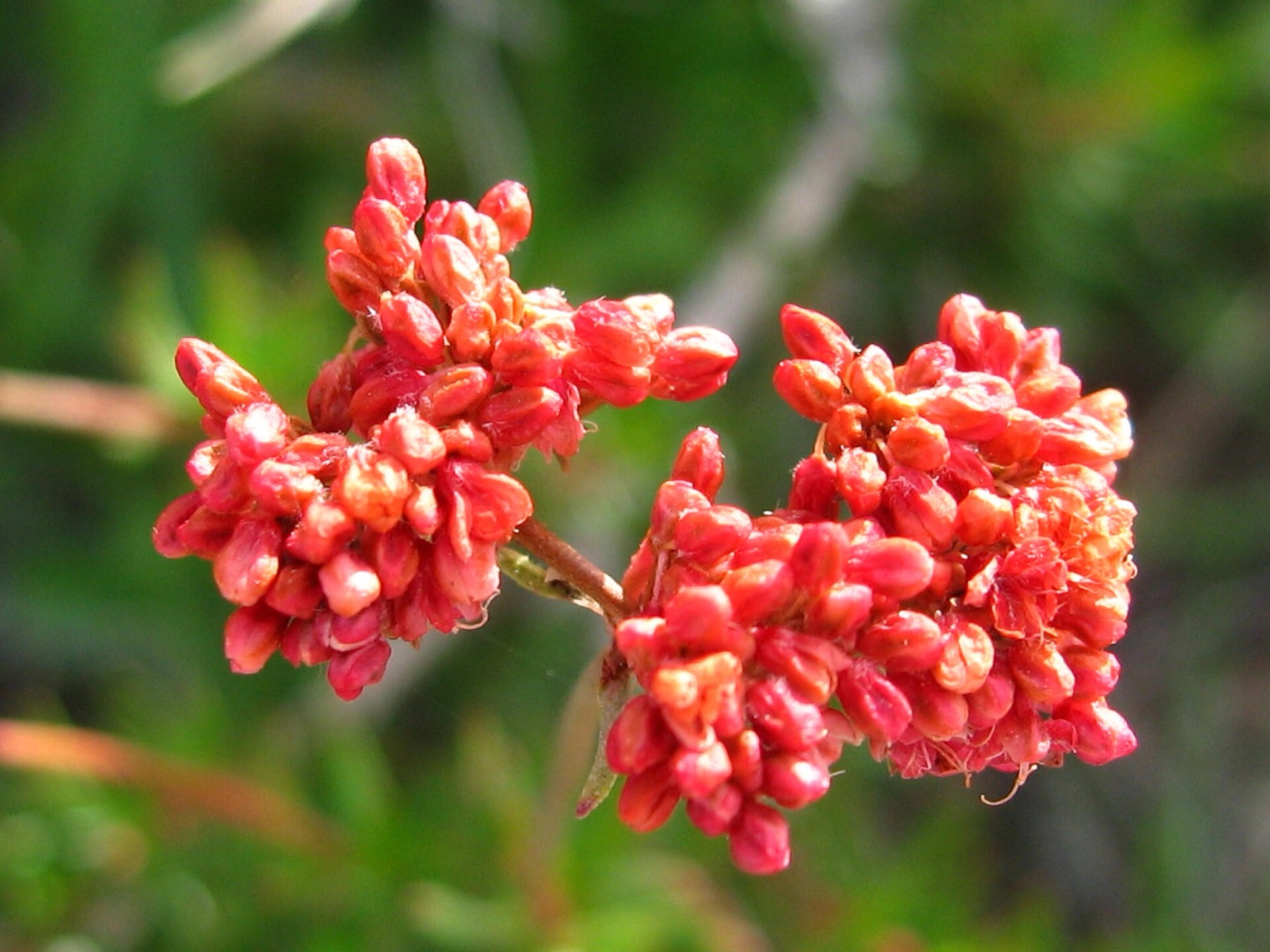 California Buckwheat — photo 9