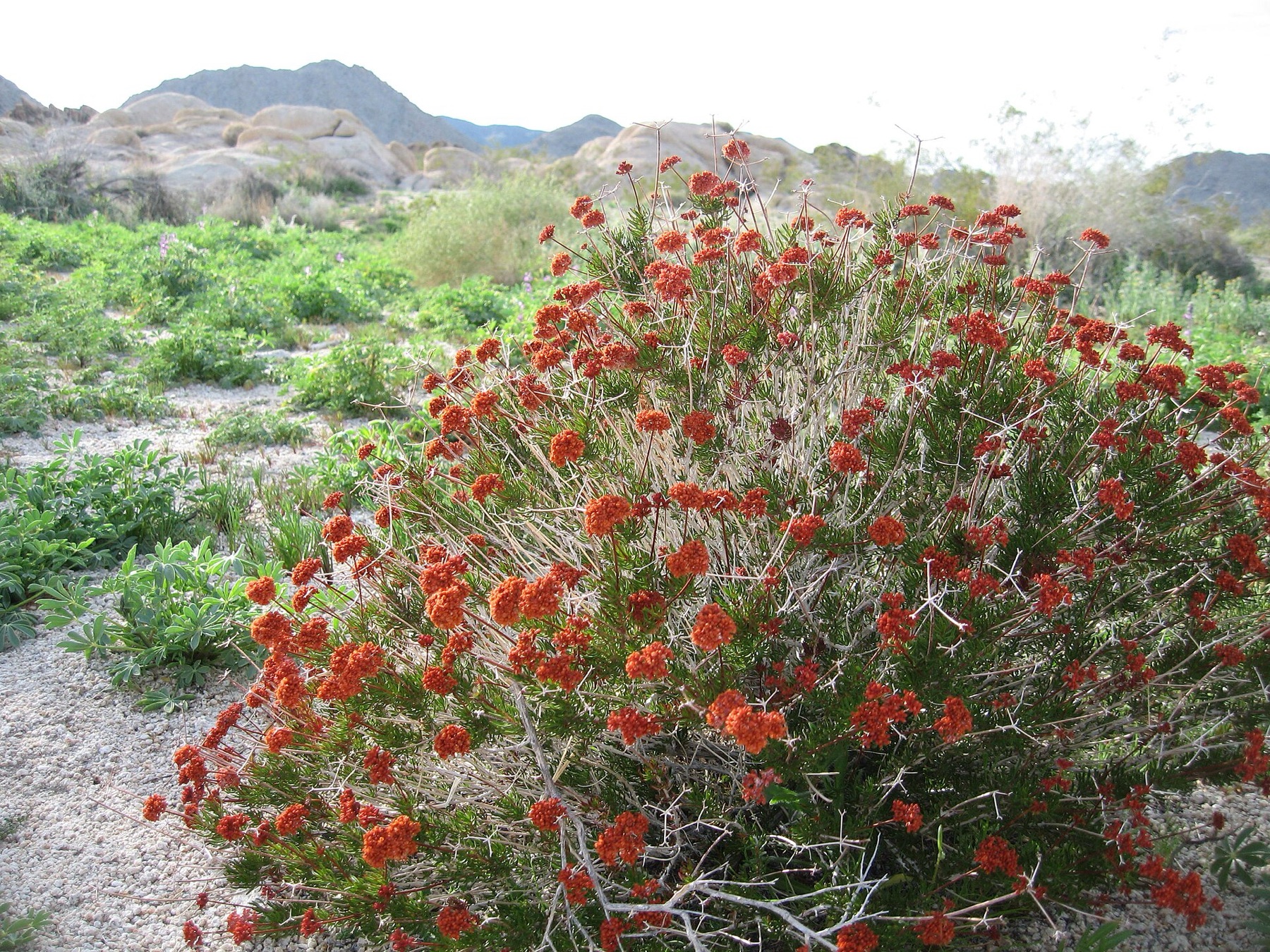 California Buckwheat — photo 10