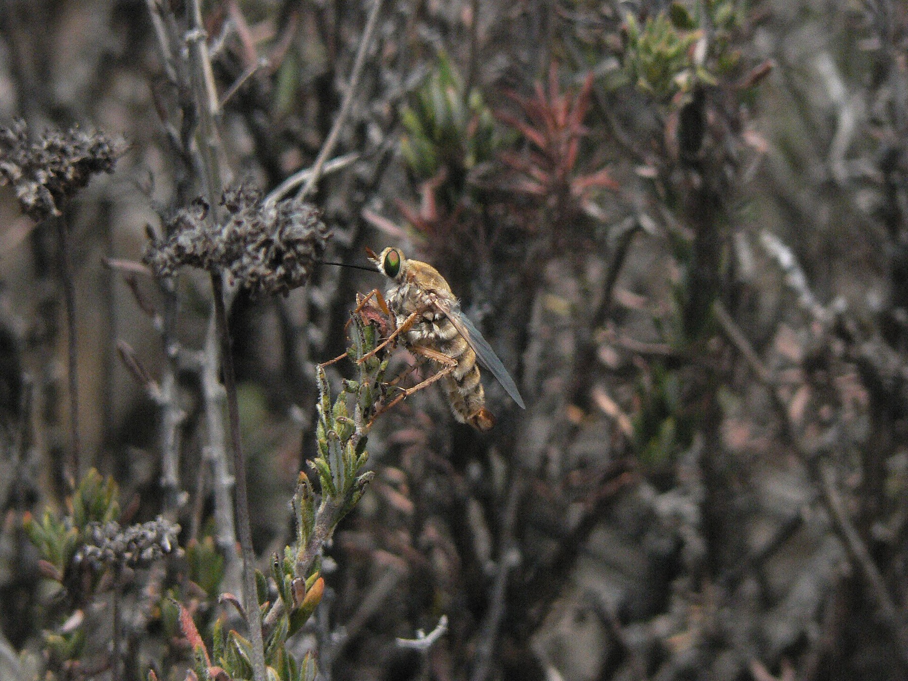 California Buckwheat — photo 11