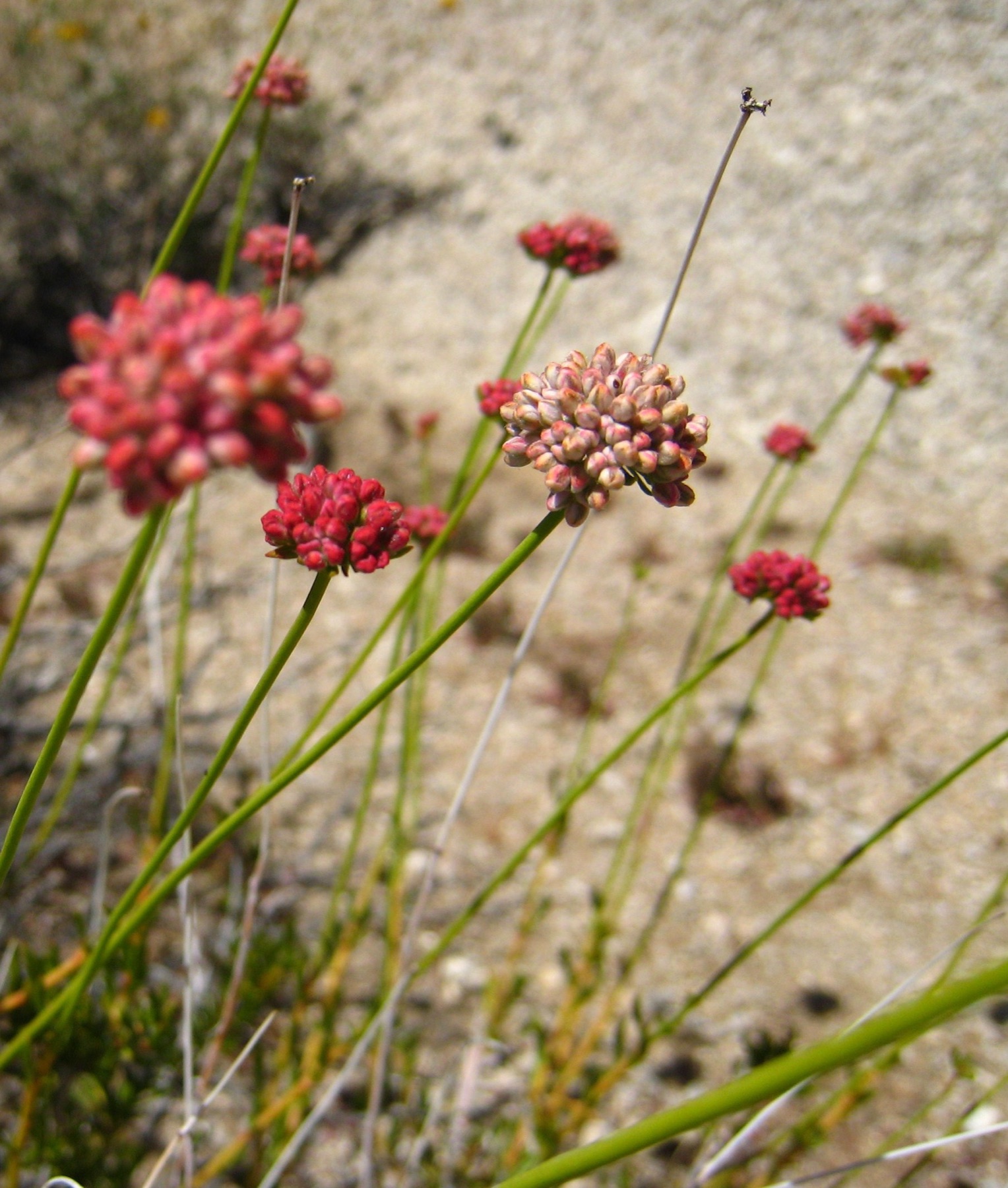 California Buckwheat — photo 12