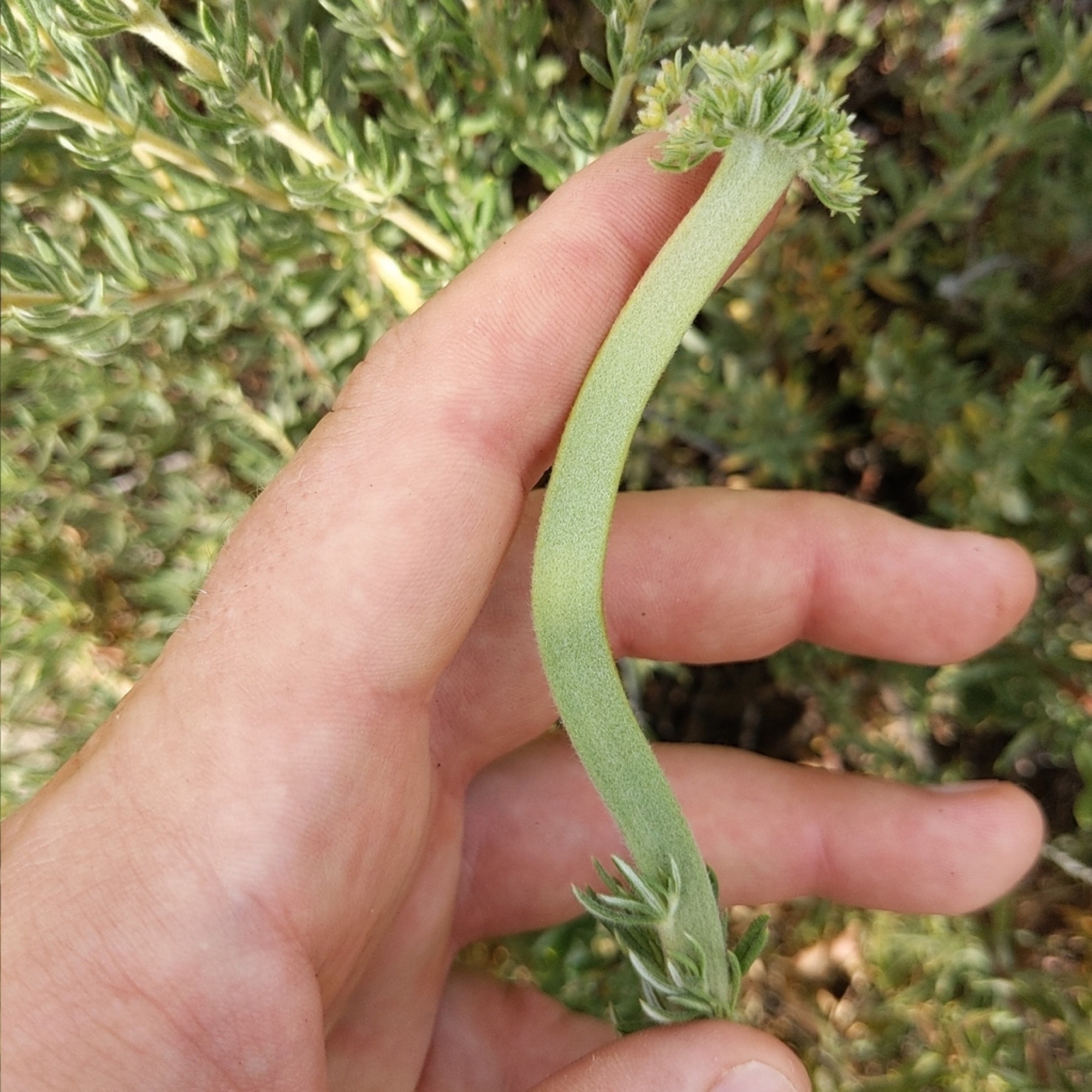 California Buckwheat — photo 13