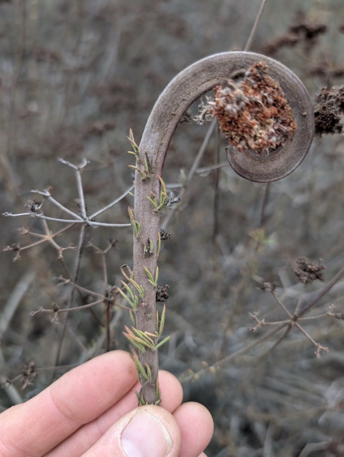 California Buckwheat — photo 14
