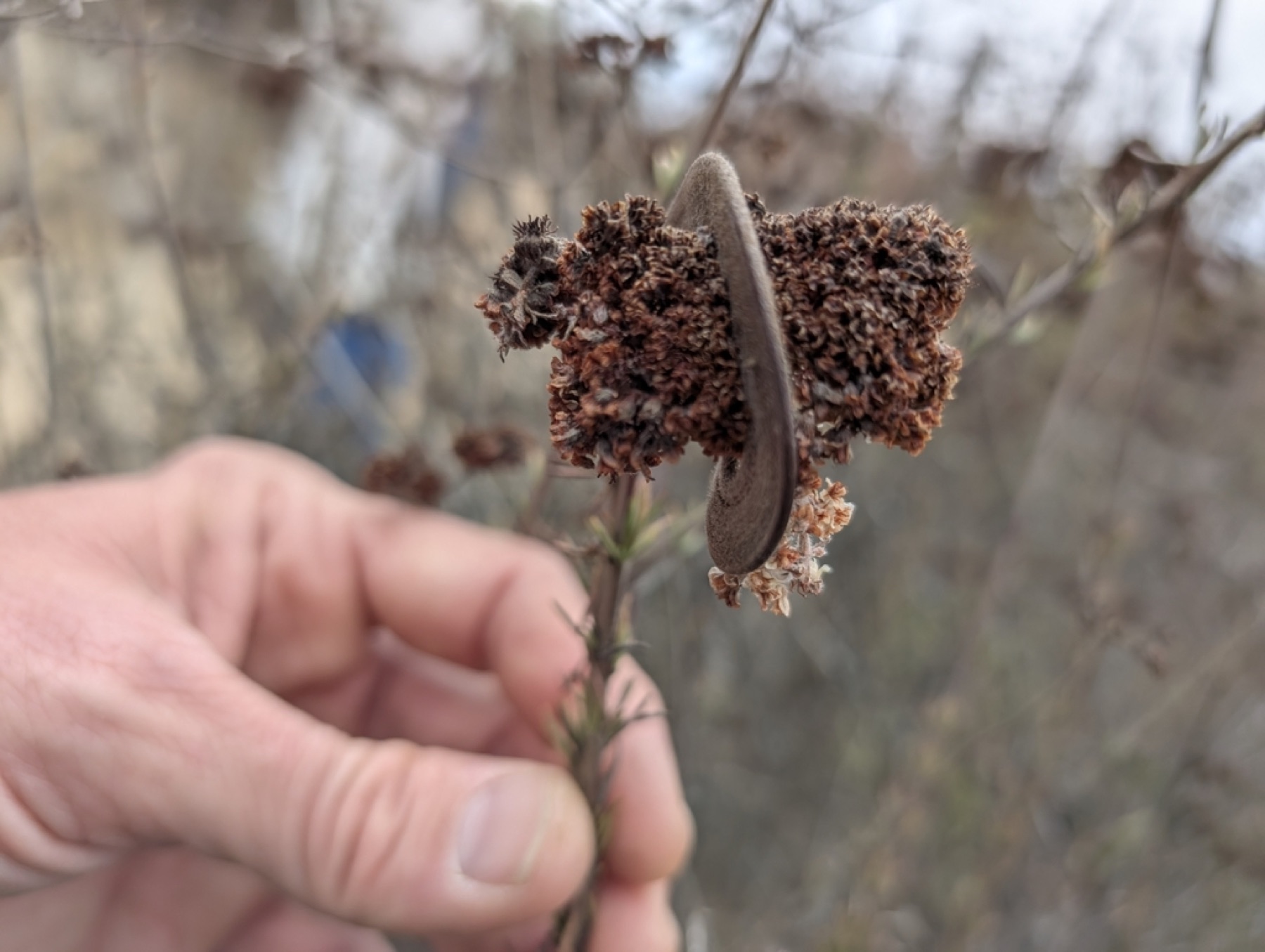 California Buckwheat — photo 15
