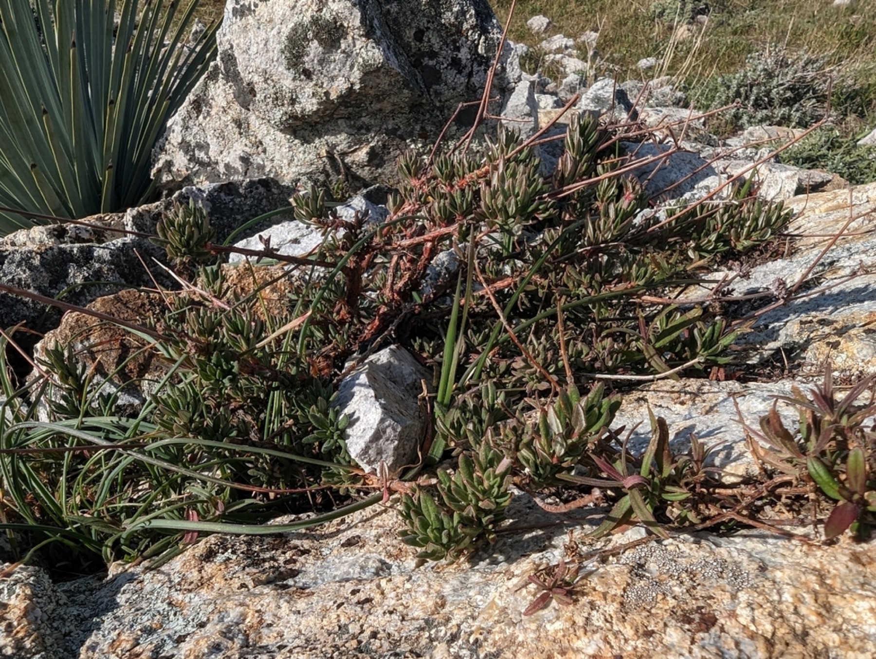 California Buckwheat — photo 16