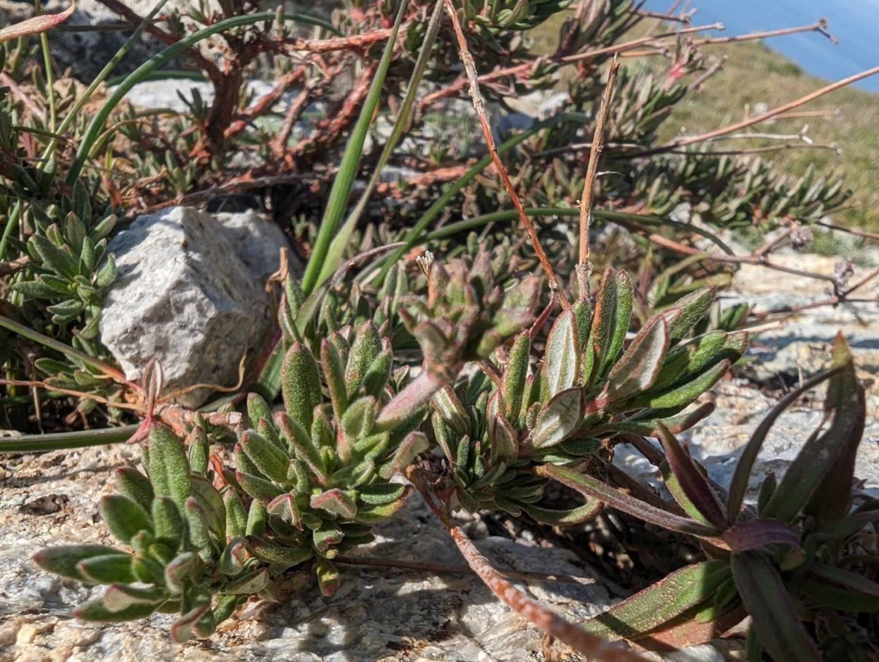 California Buckwheat — photo 17