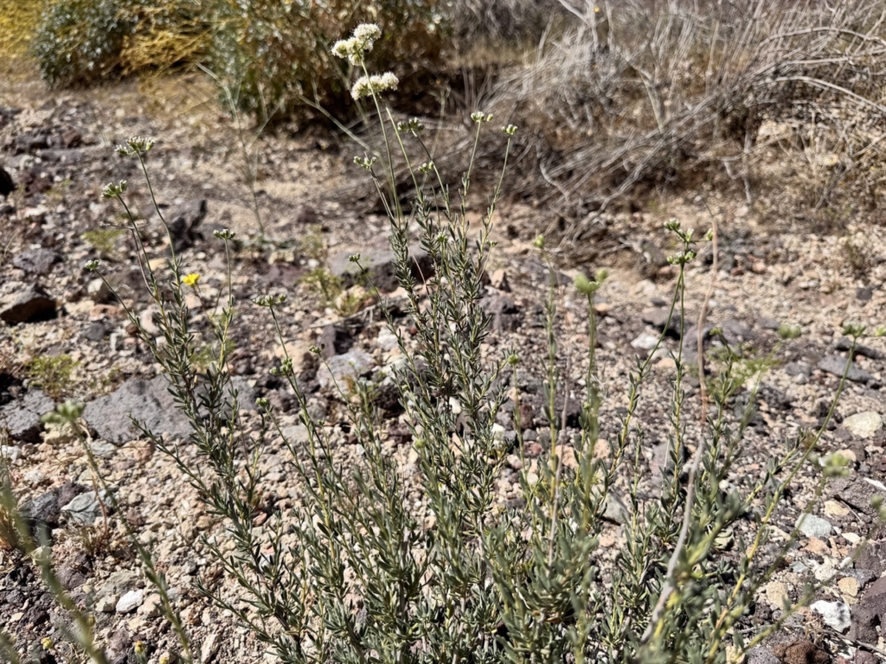California Buckwheat — photo 18