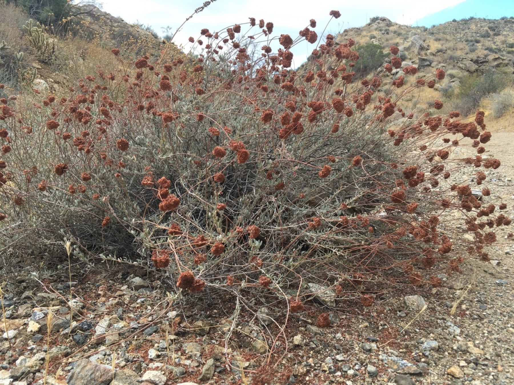 California Buckwheat — photo 19