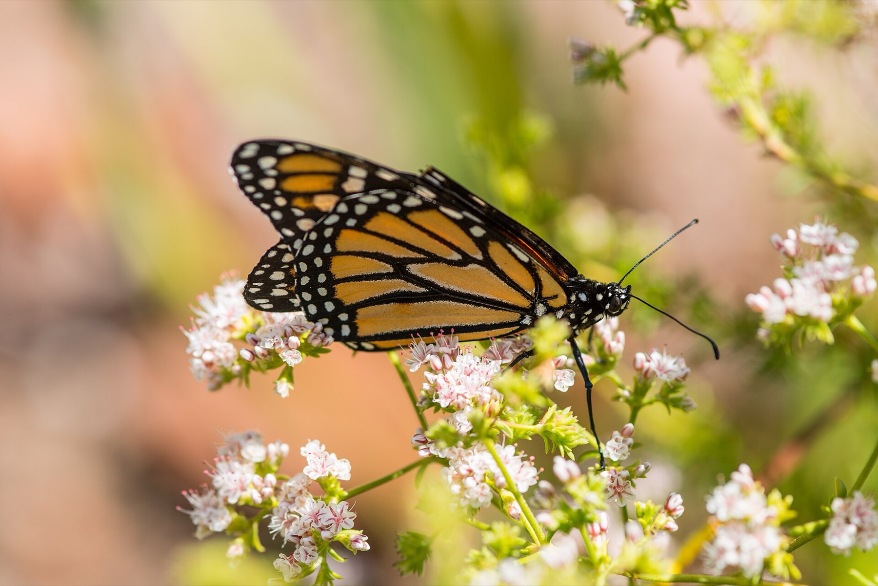 California Buckwheat — photo 20