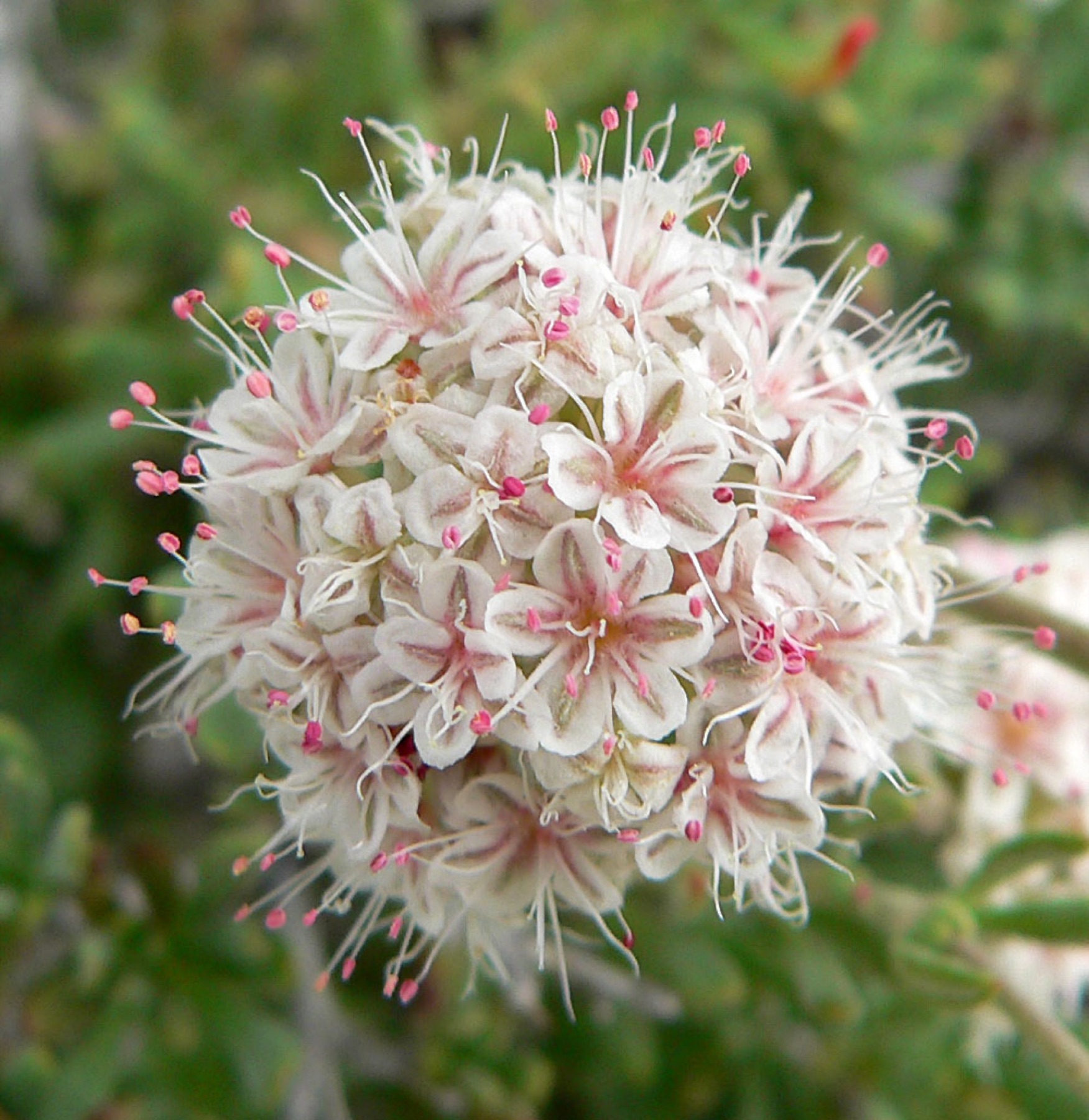 California Buckwheat — photo 21
