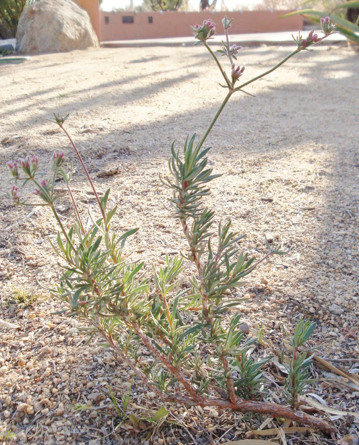 California Buckwheat — photo 22