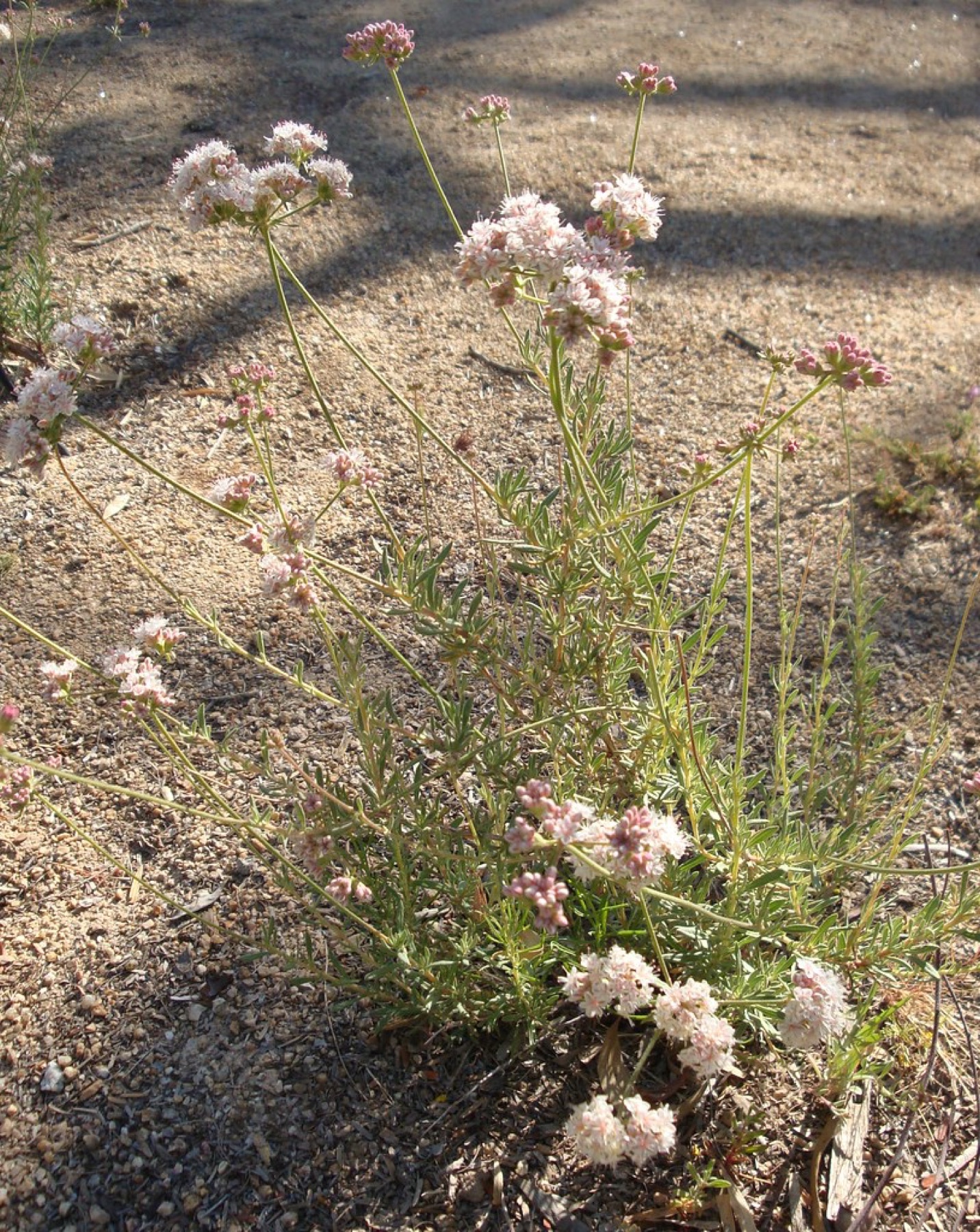 California Buckwheat — photo 23