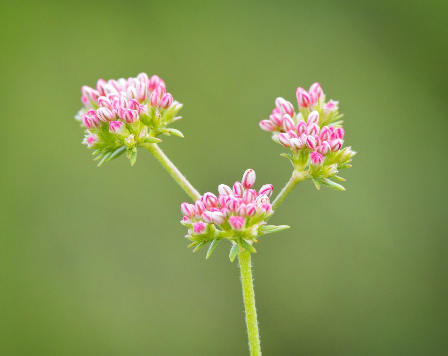 California Buckwheat — photo 24