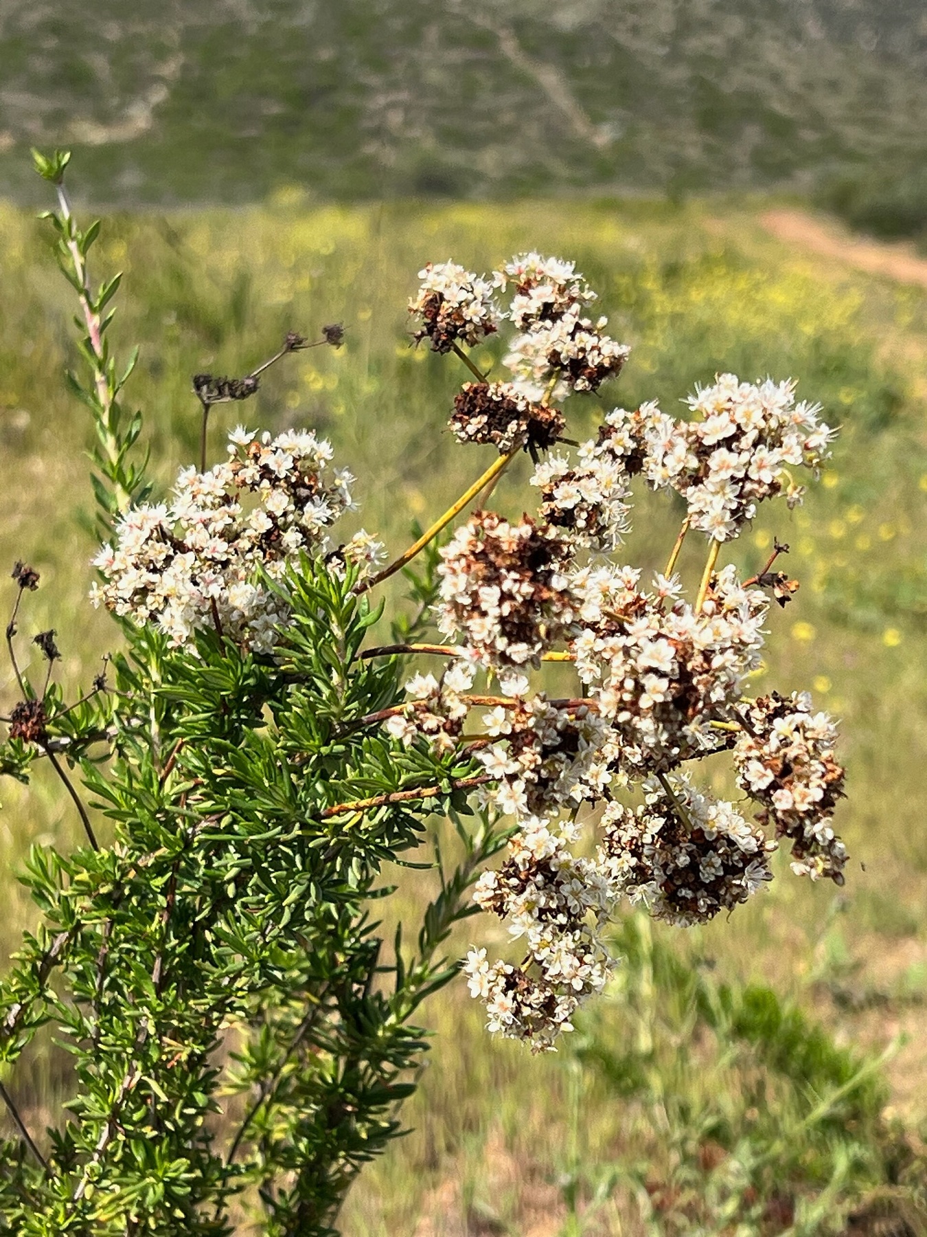 Knee-high — e.g. California Buckwheat