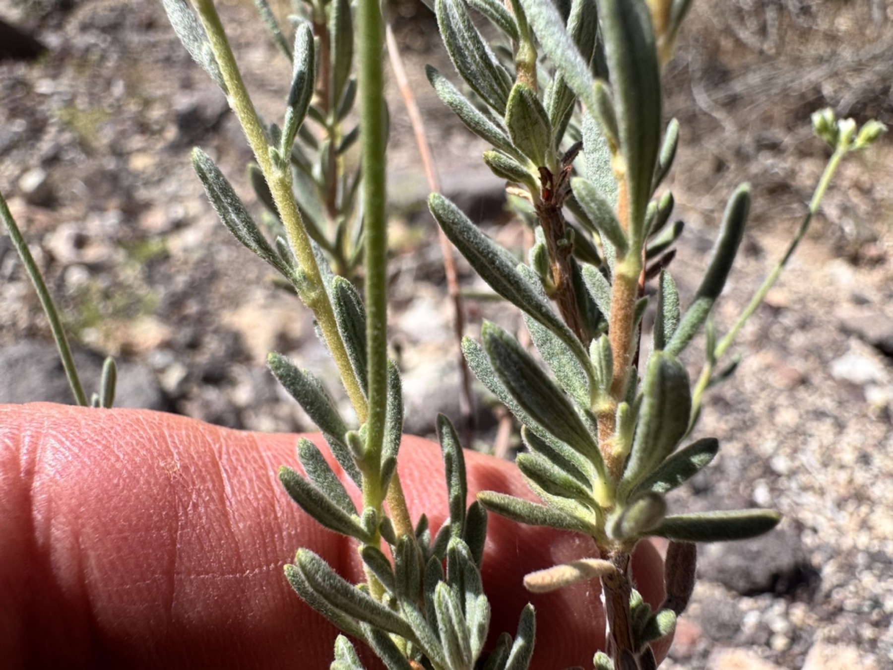 Fuzzy — e.g. California Buckwheat