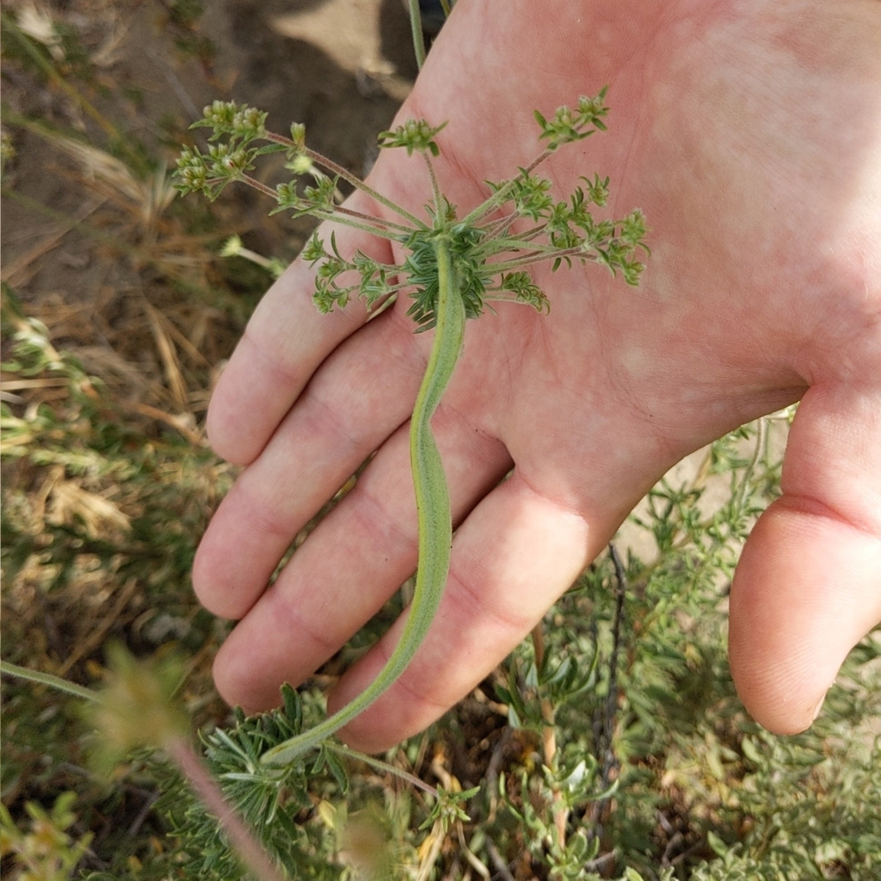 California Buckwheat — photo 3
