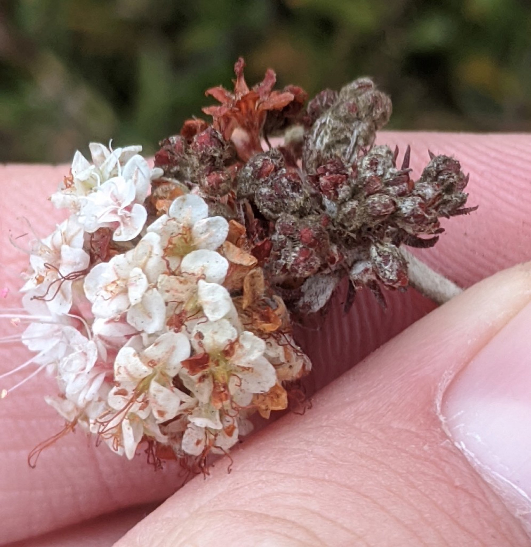California Buckwheat — photo 4