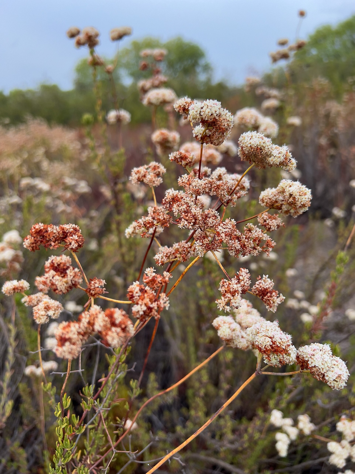 California Buckwheat — photo 5