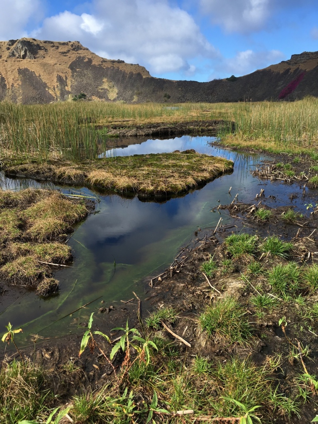 California Bulrush — photo 6