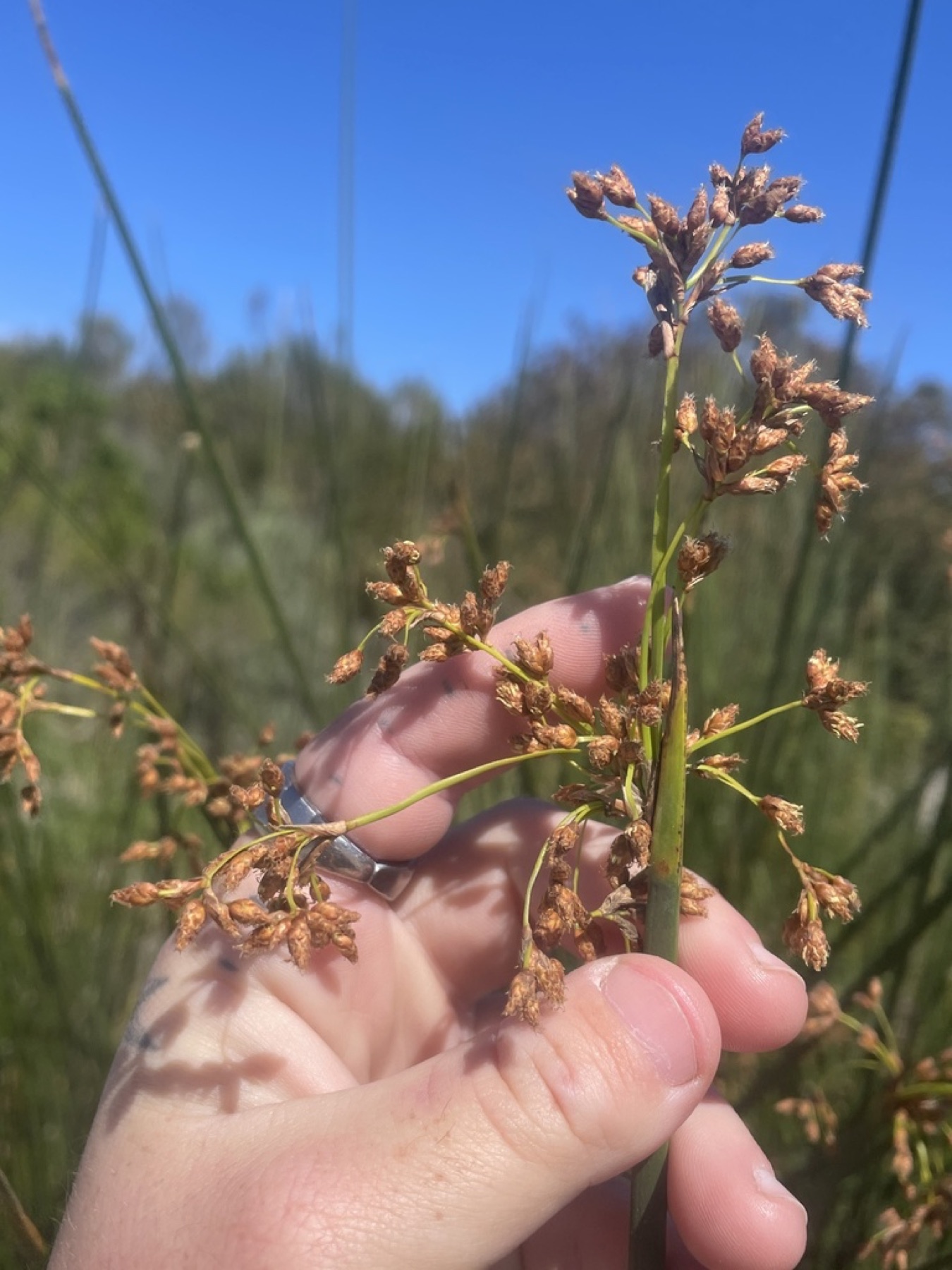 California Bulrush — photo 7