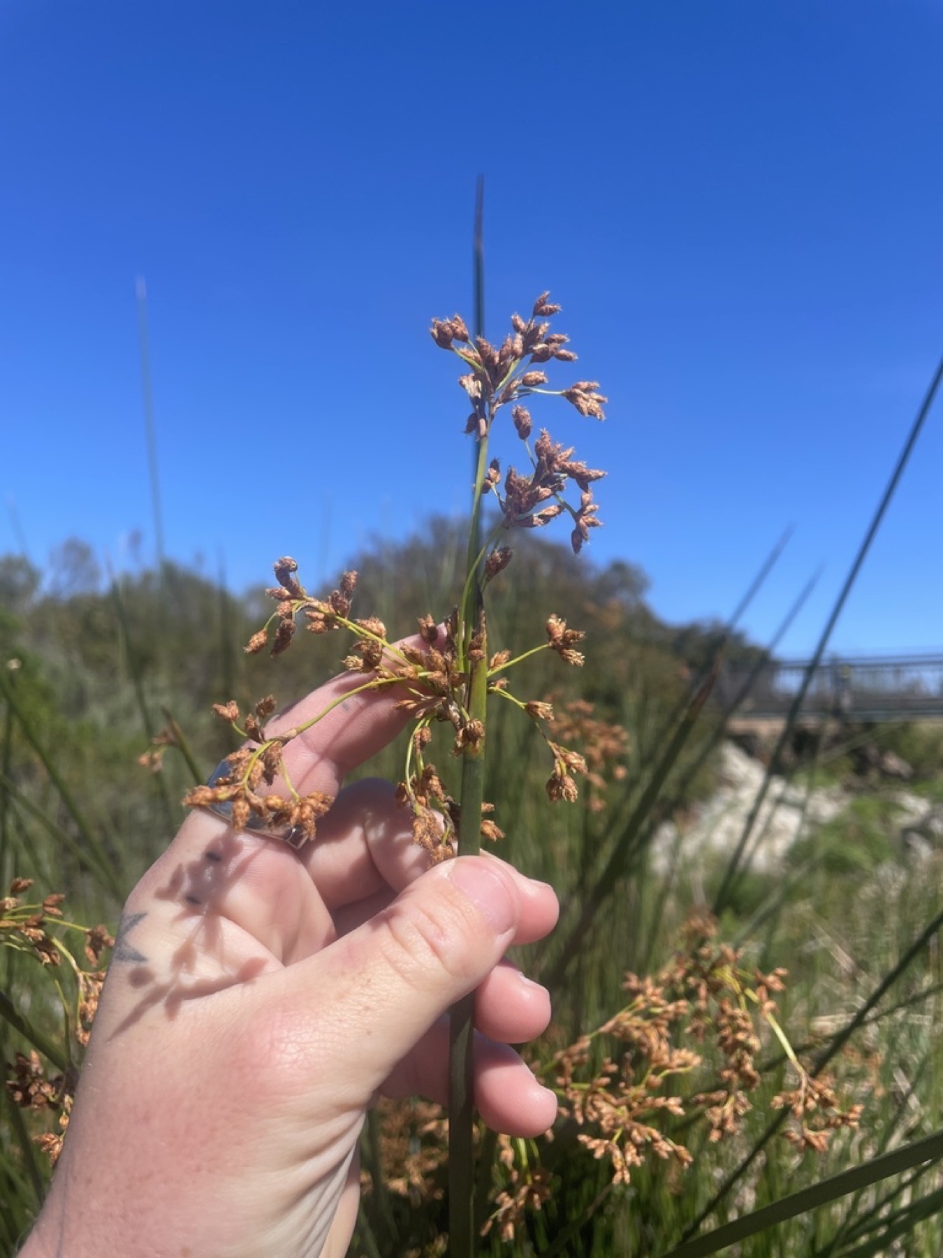 California Bulrush — photo 8