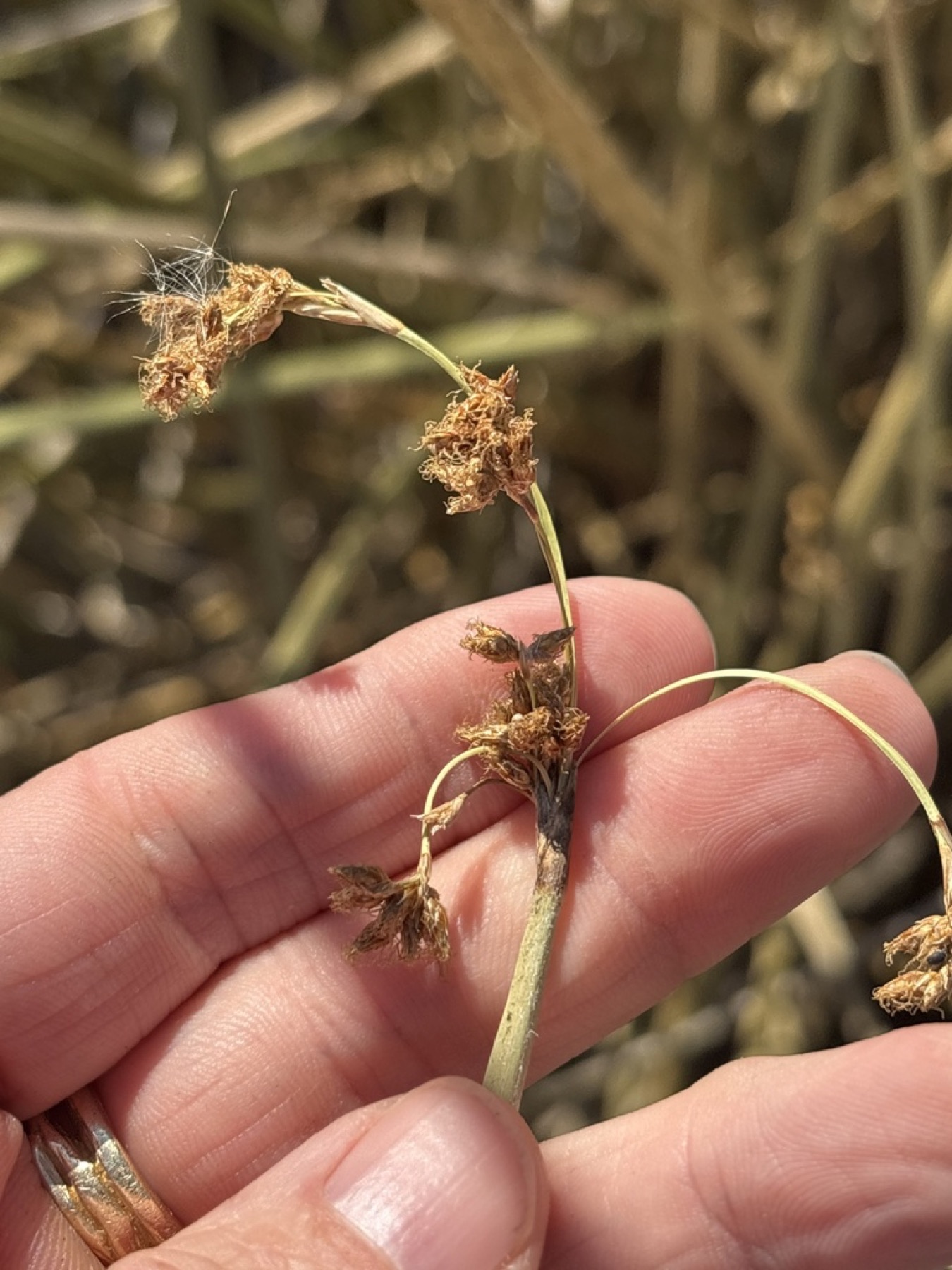 California Bulrush — photo 9