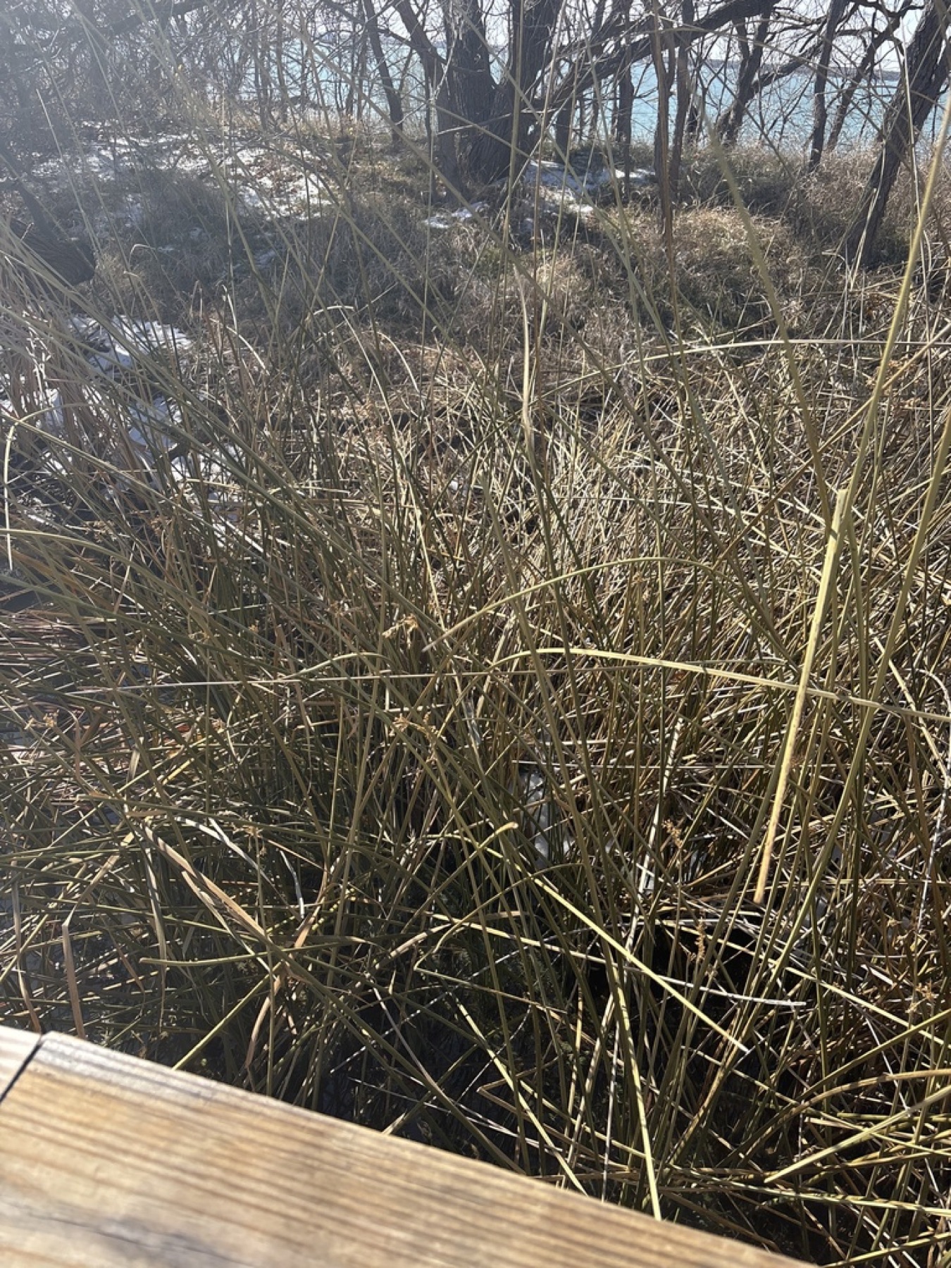 California Bulrush — photo 10