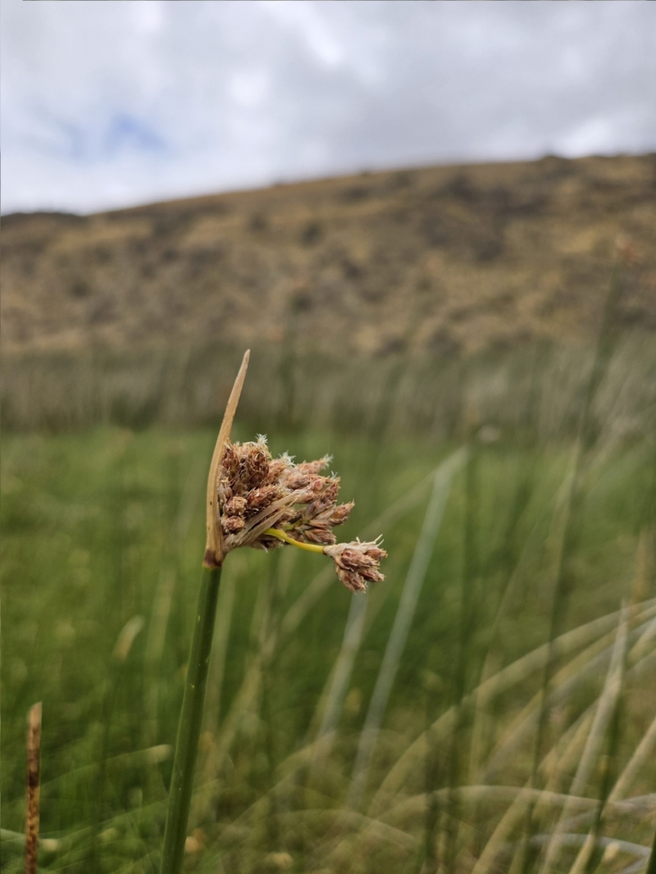 California Bulrush — photo 11