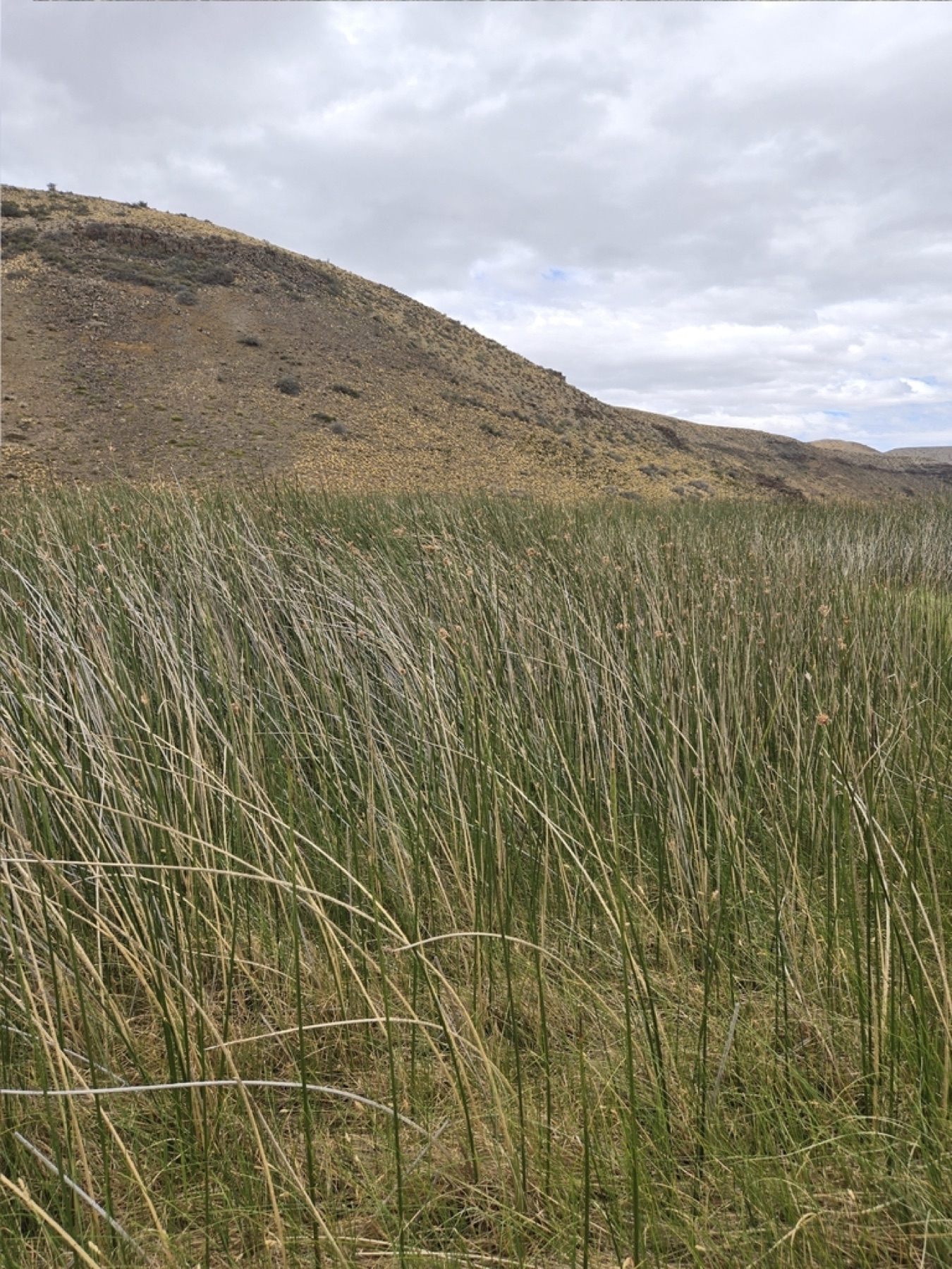 California Bulrush — photo 12