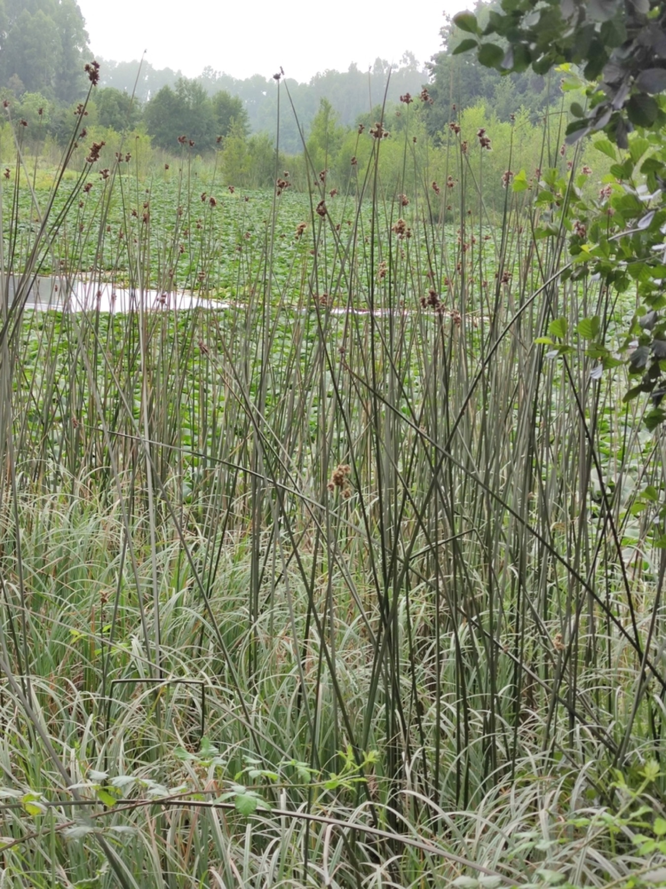 California Bulrush — photo 13