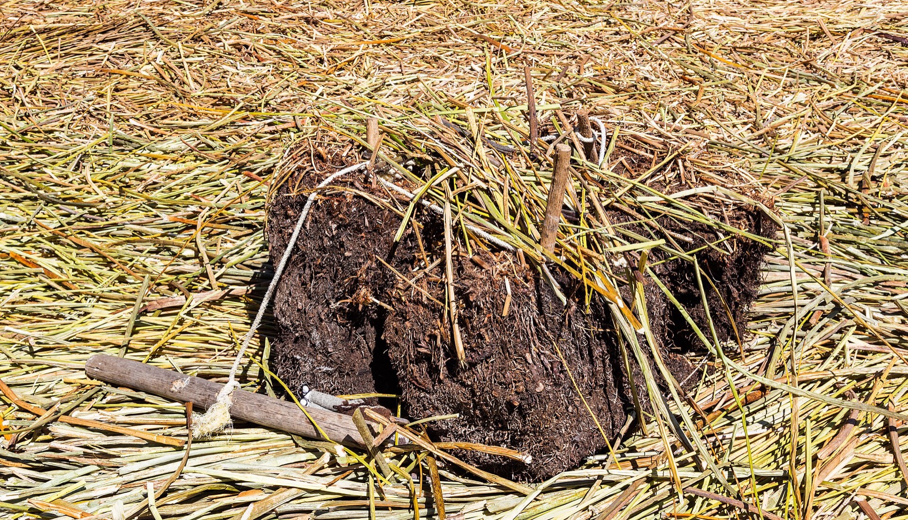 California Bulrush — photo 16