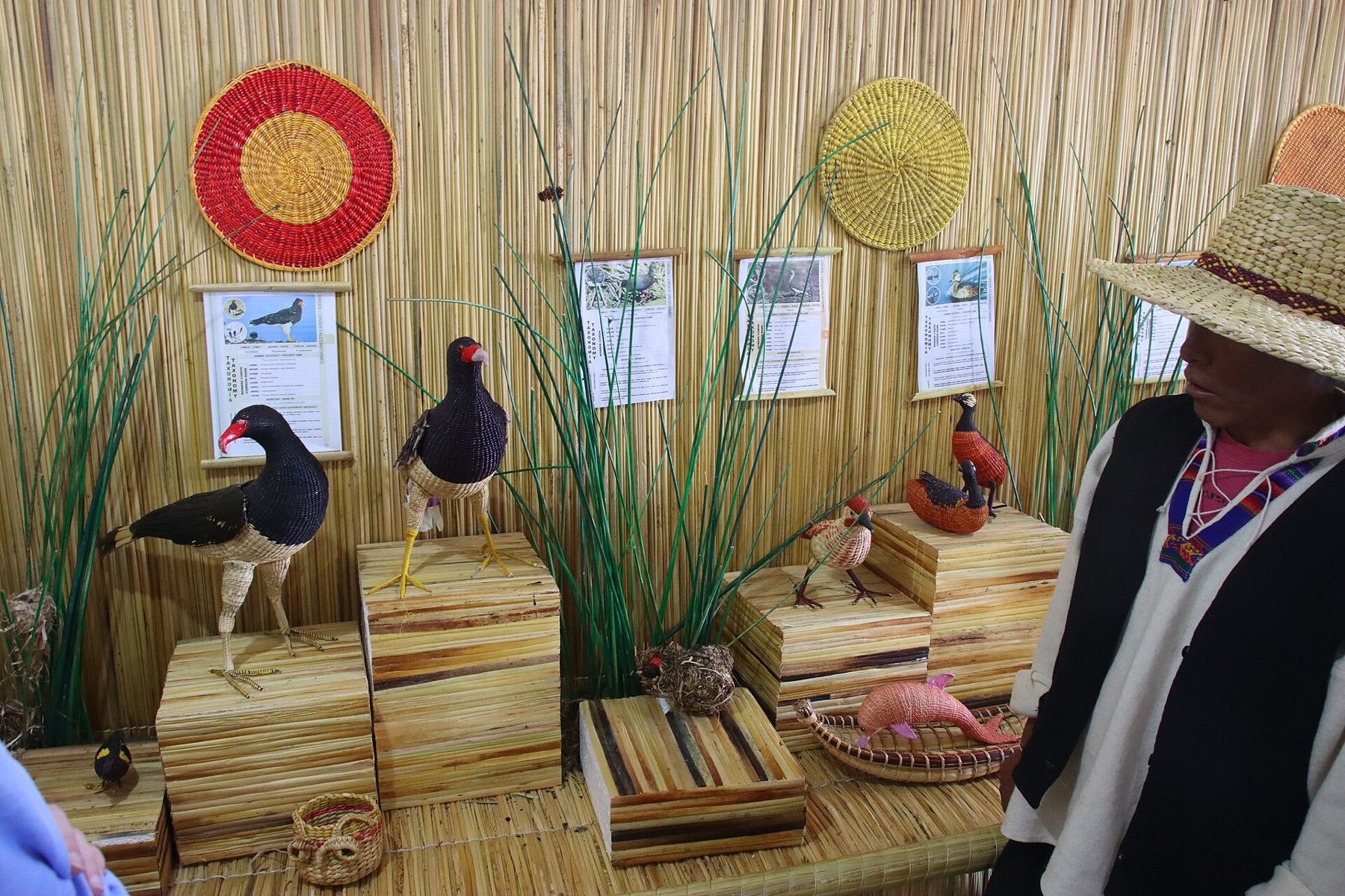 California Bulrush — photo 17