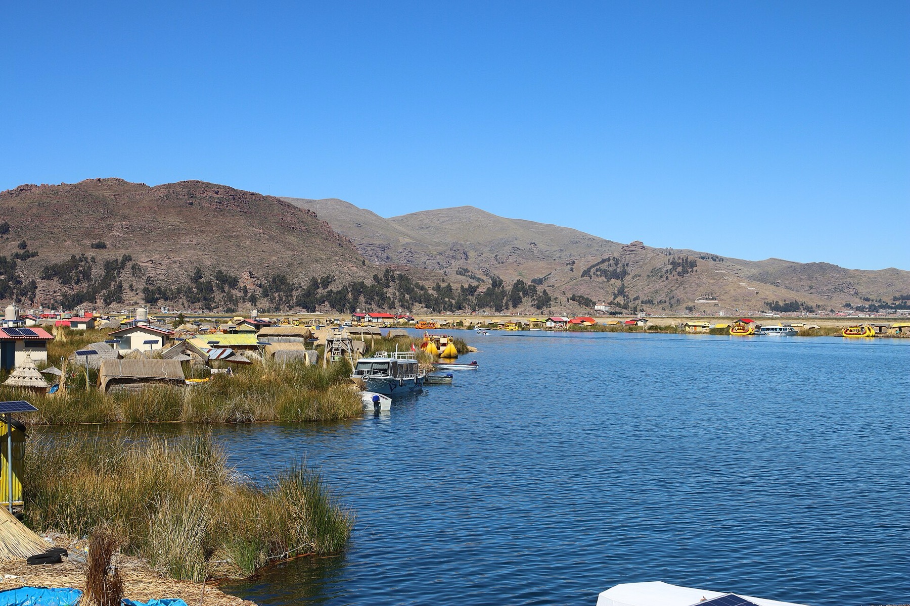California Bulrush — photo 18