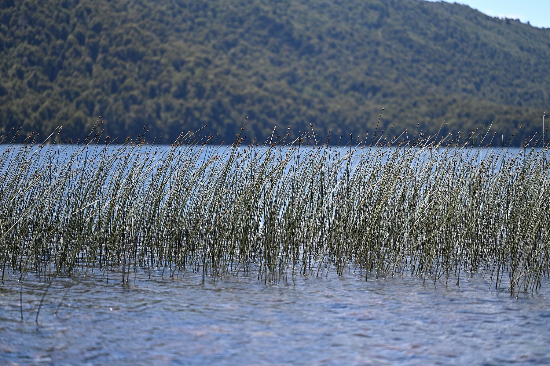 California Bulrush — photo 19