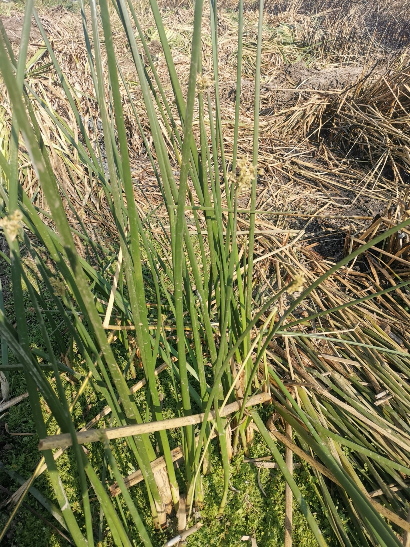 California Bulrush — photo 20