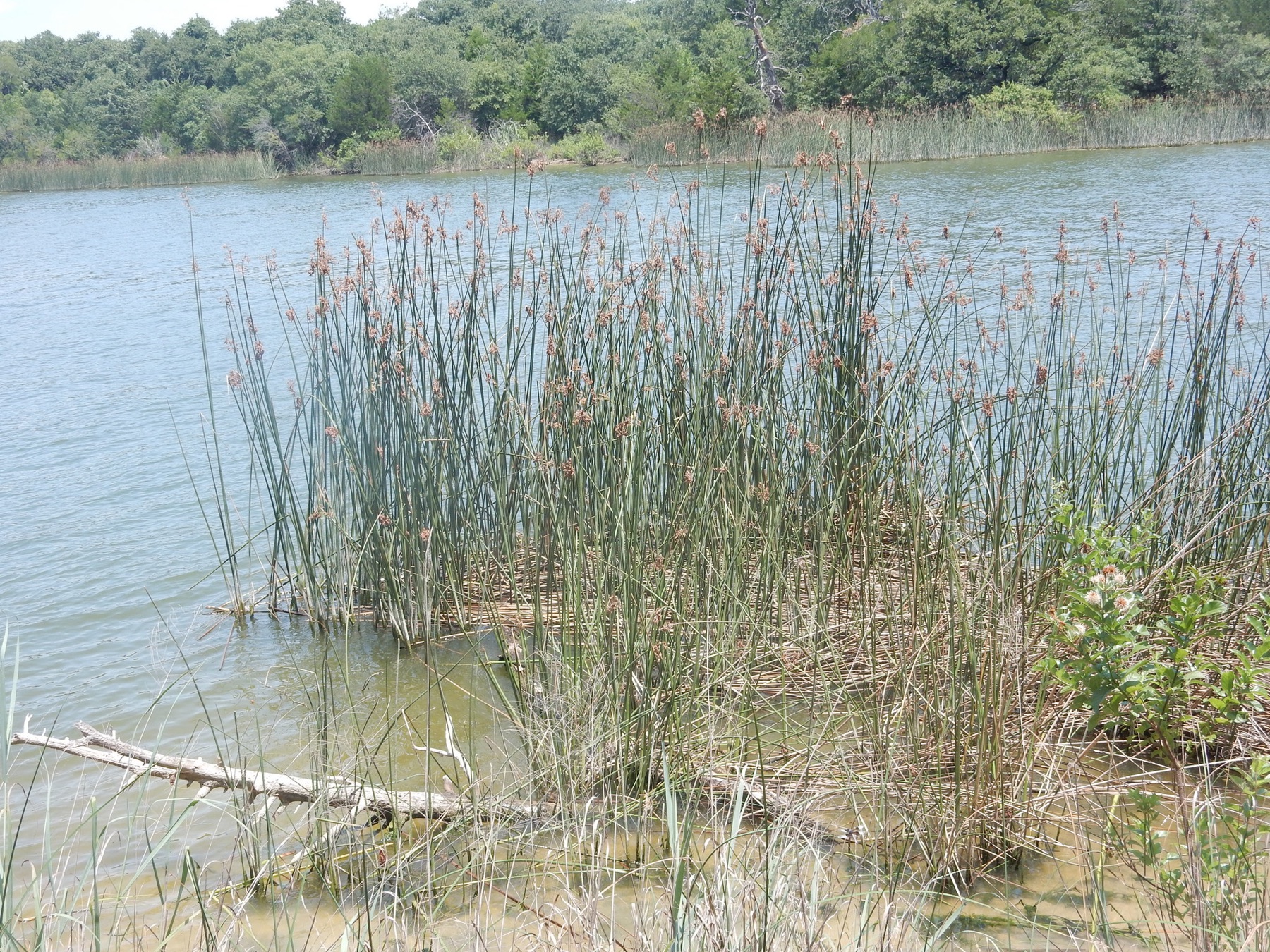 California Bulrush — photo 21