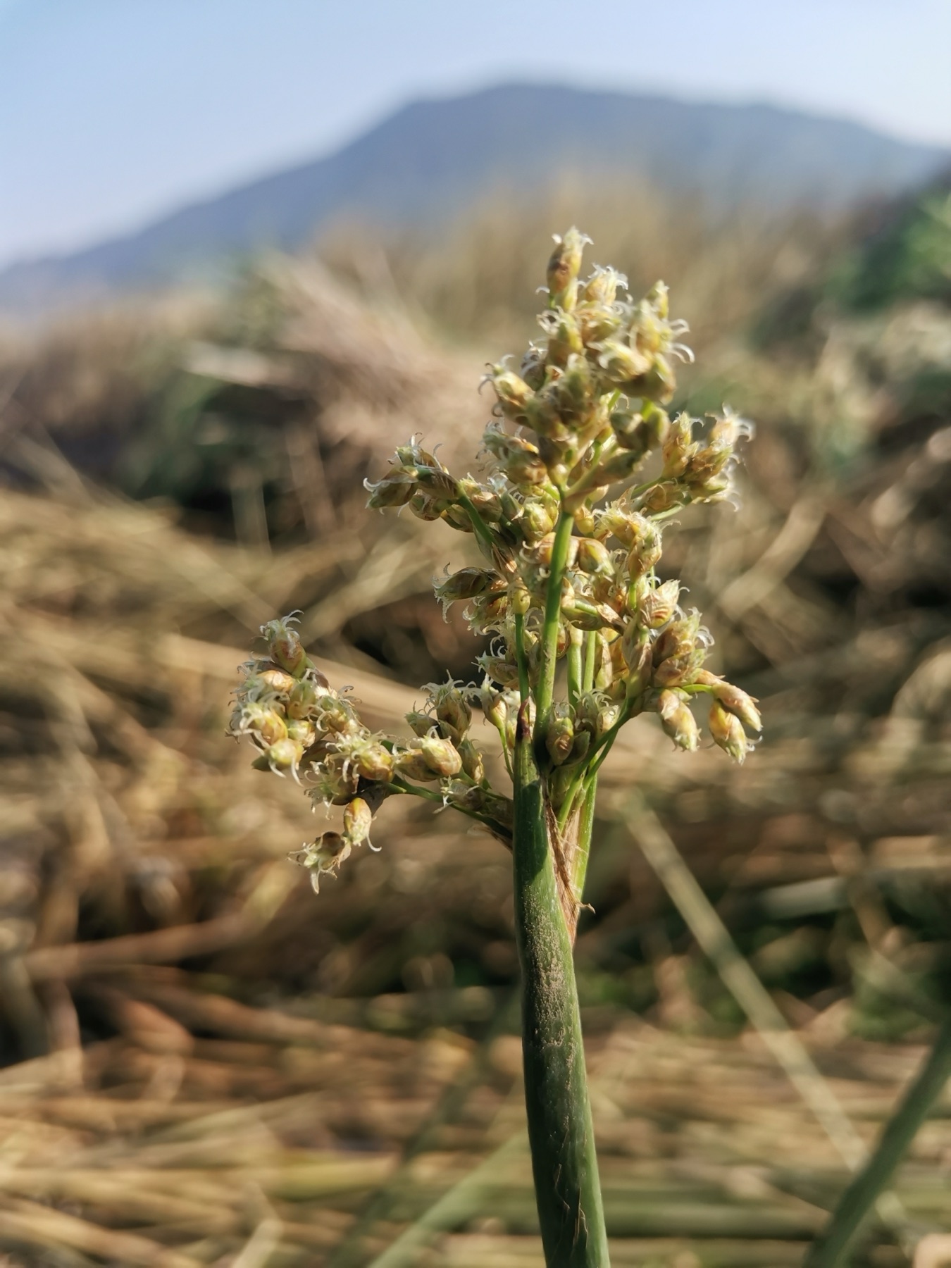 California Bulrush — photo 22
