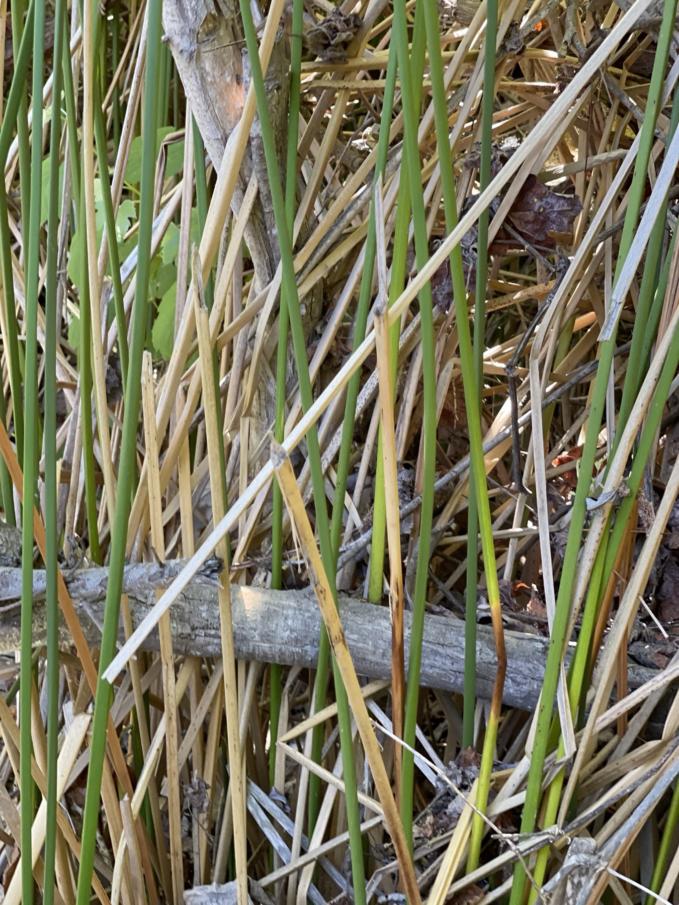 California Bulrush — photo 23