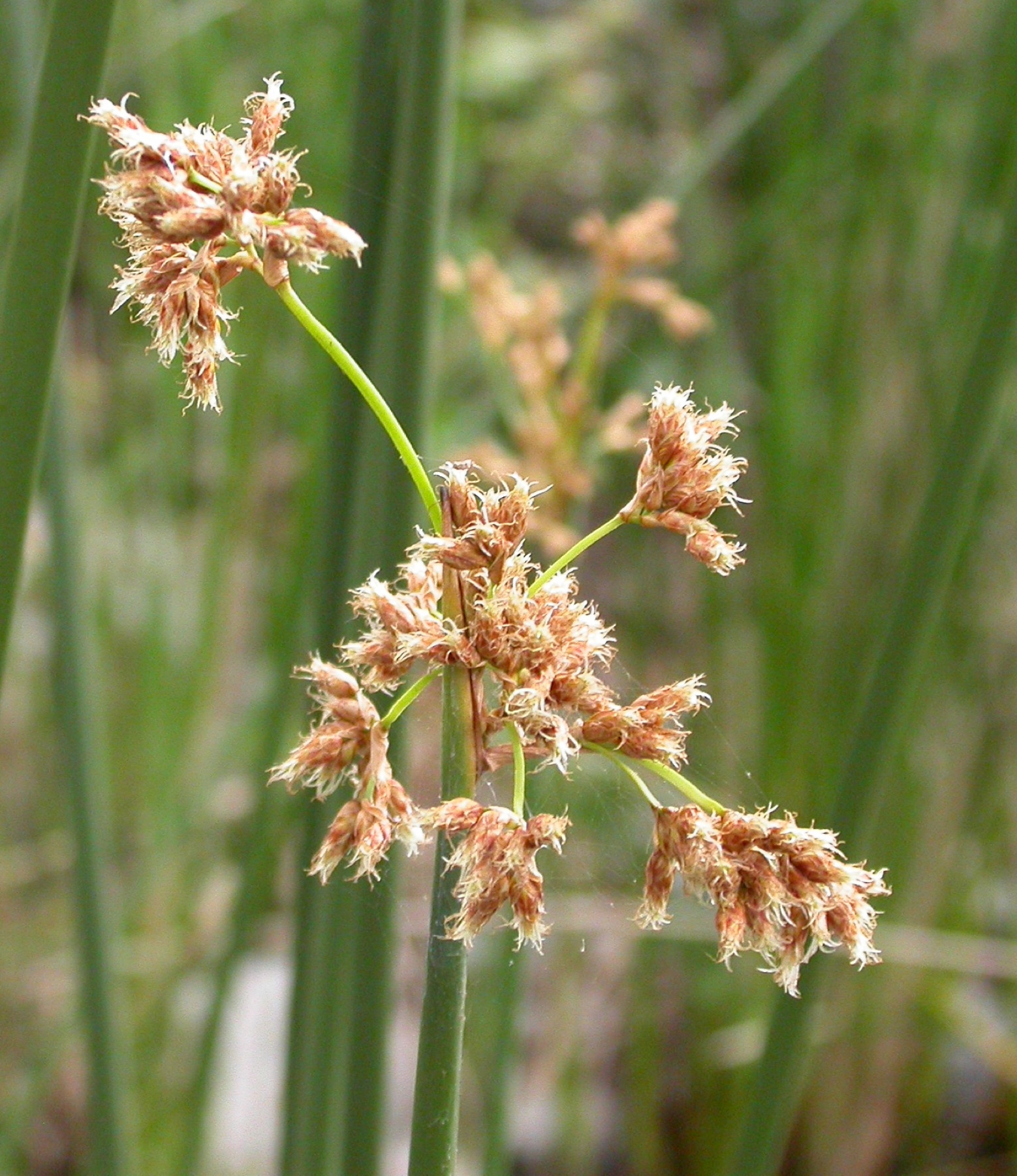 California Bulrush