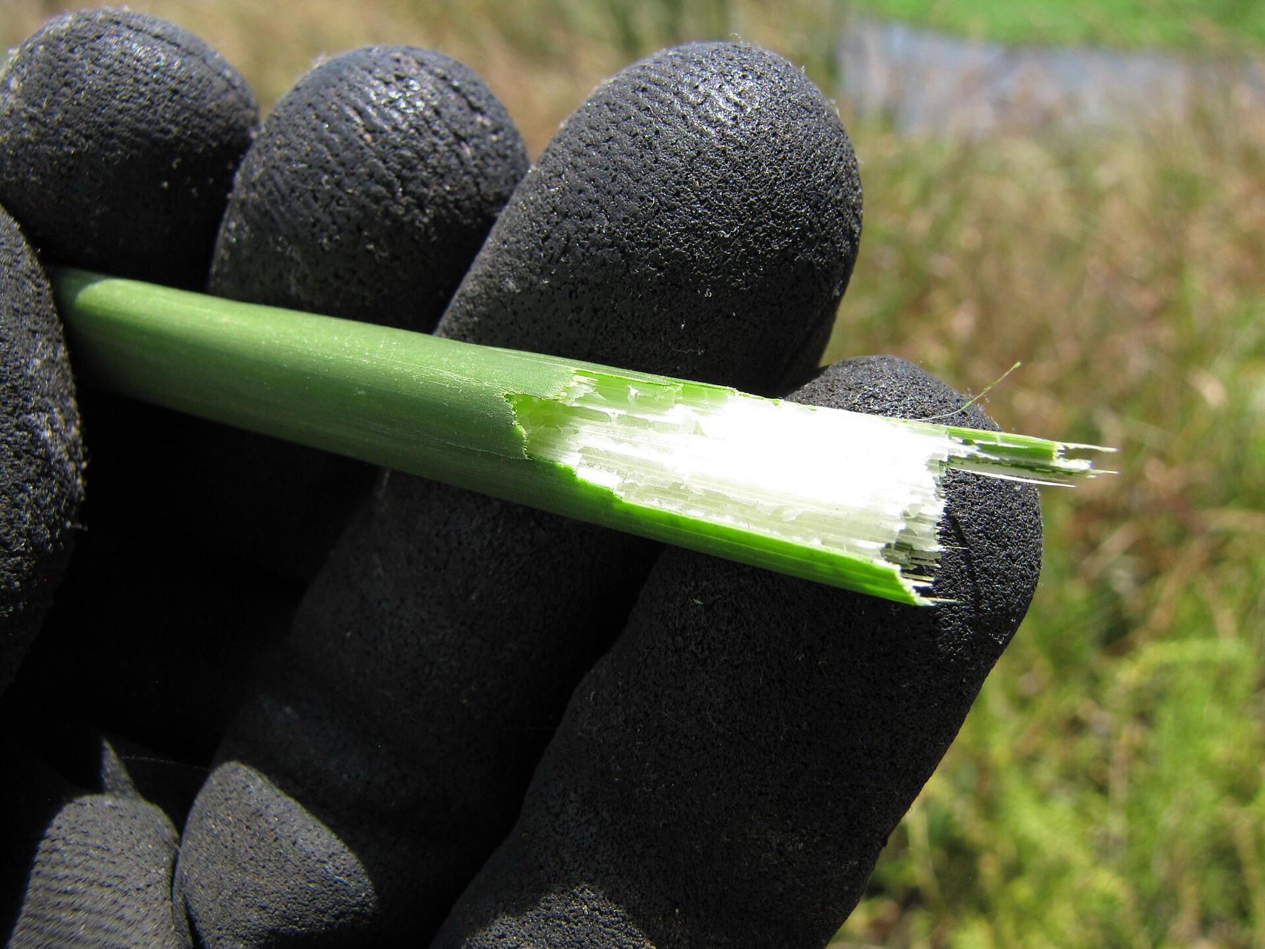 California Bulrush — photo 2